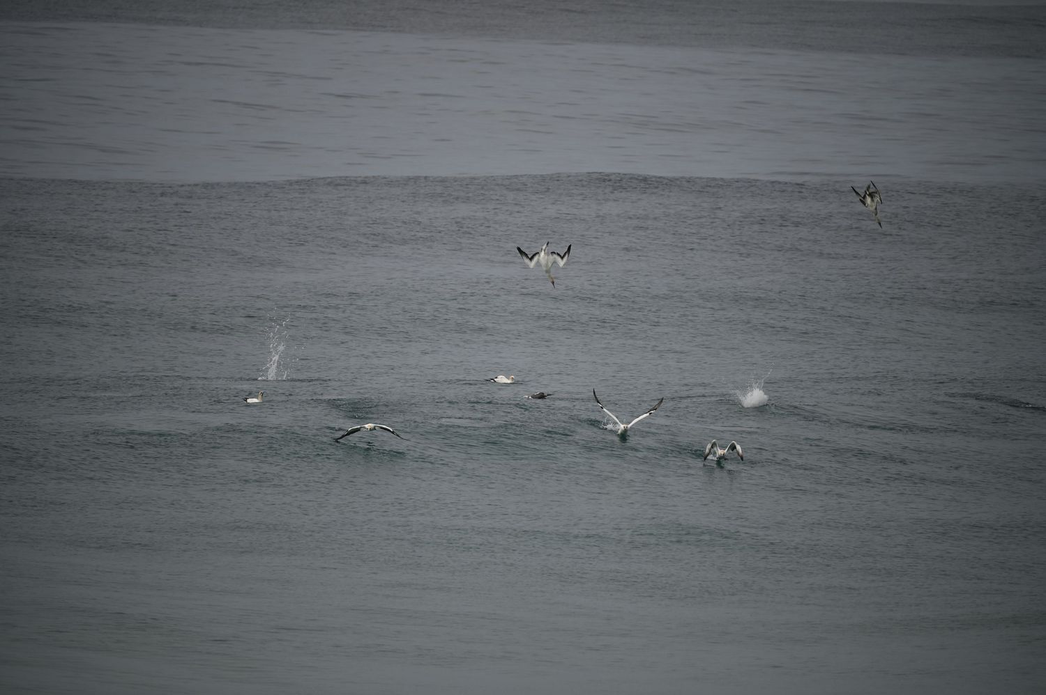 Seagulls flying low over choppy ocean waves on an overcast day.