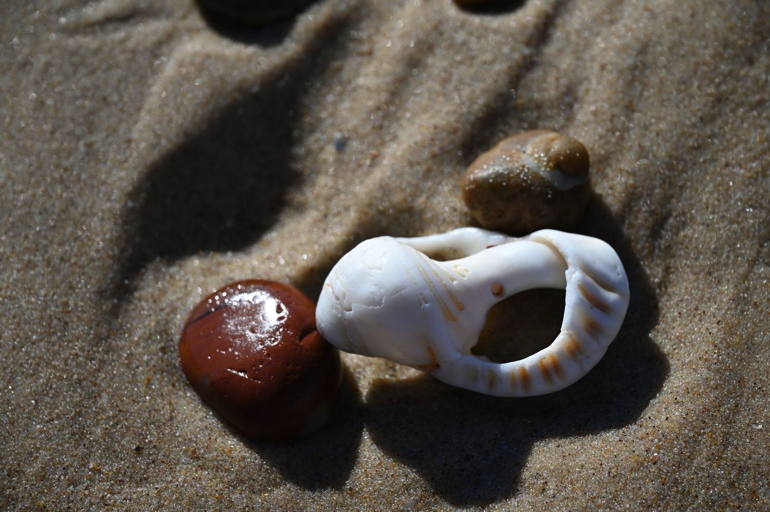 A white shell and brown rocks resting on sandy beach surface in natural coastal setting.