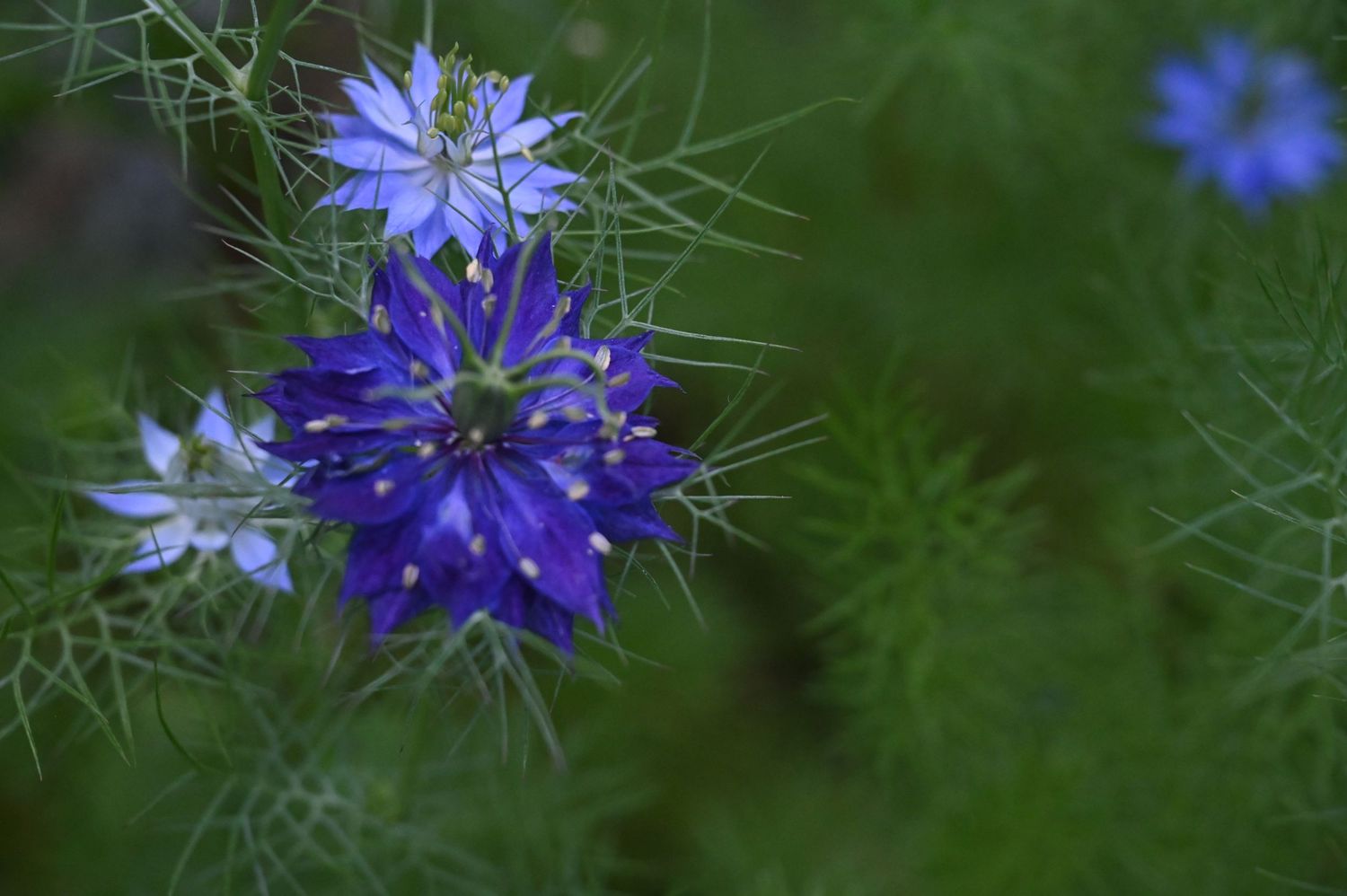 Vibrant blue Nigella damascena love-in-a-mist flowers blooming among delicate feathery green foliage.