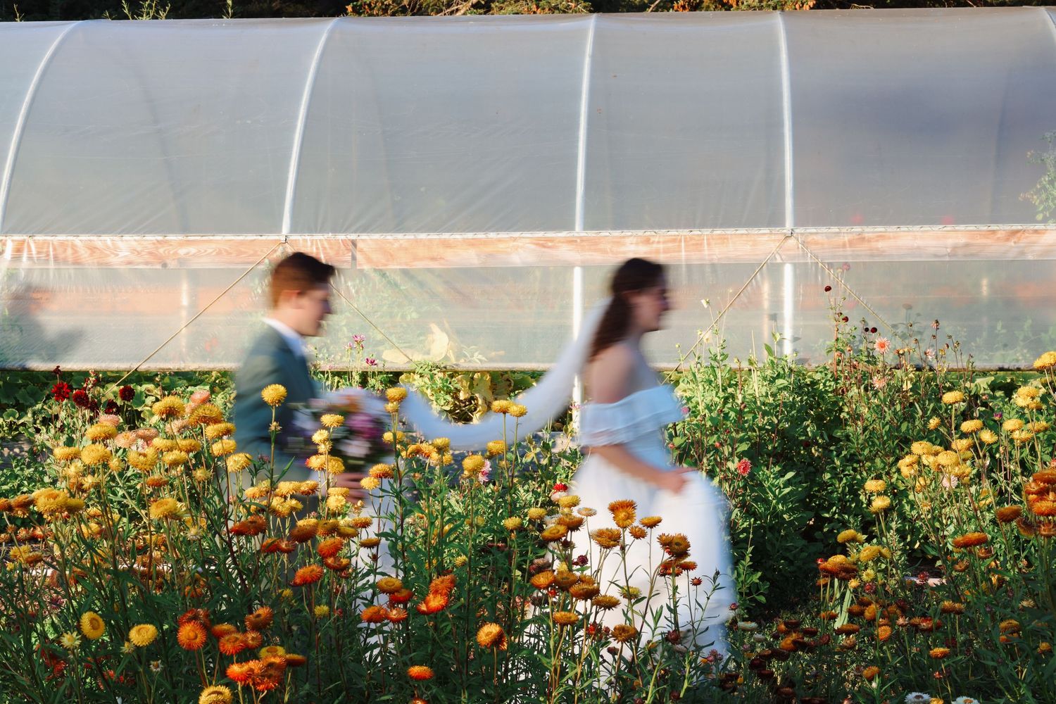 Bride and groom walking through vibrant flower garden with yellow and orange blooms near a greenhouse.