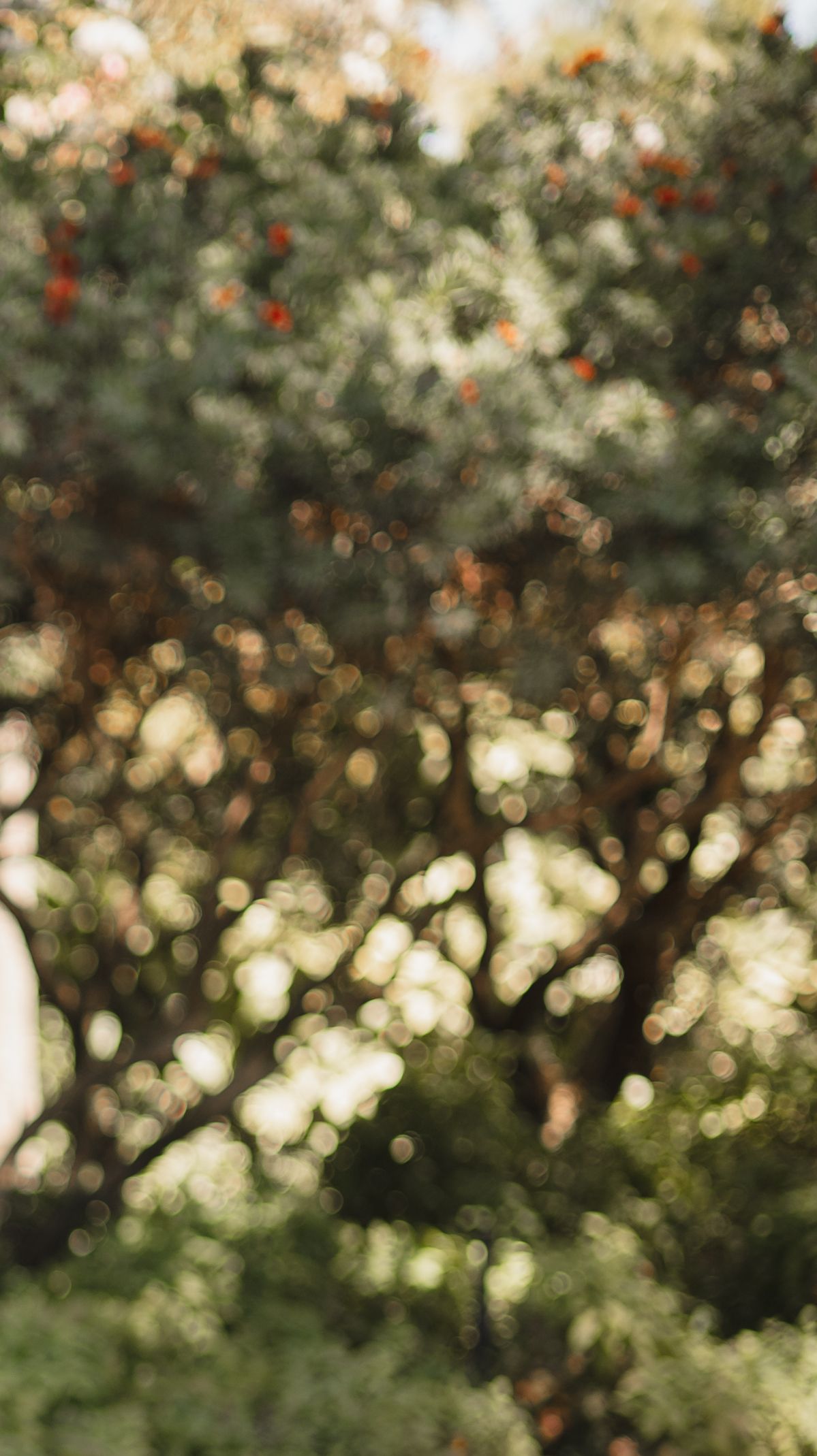 Defocused bokeh background of green foliage and trees with sunlight filtering through.