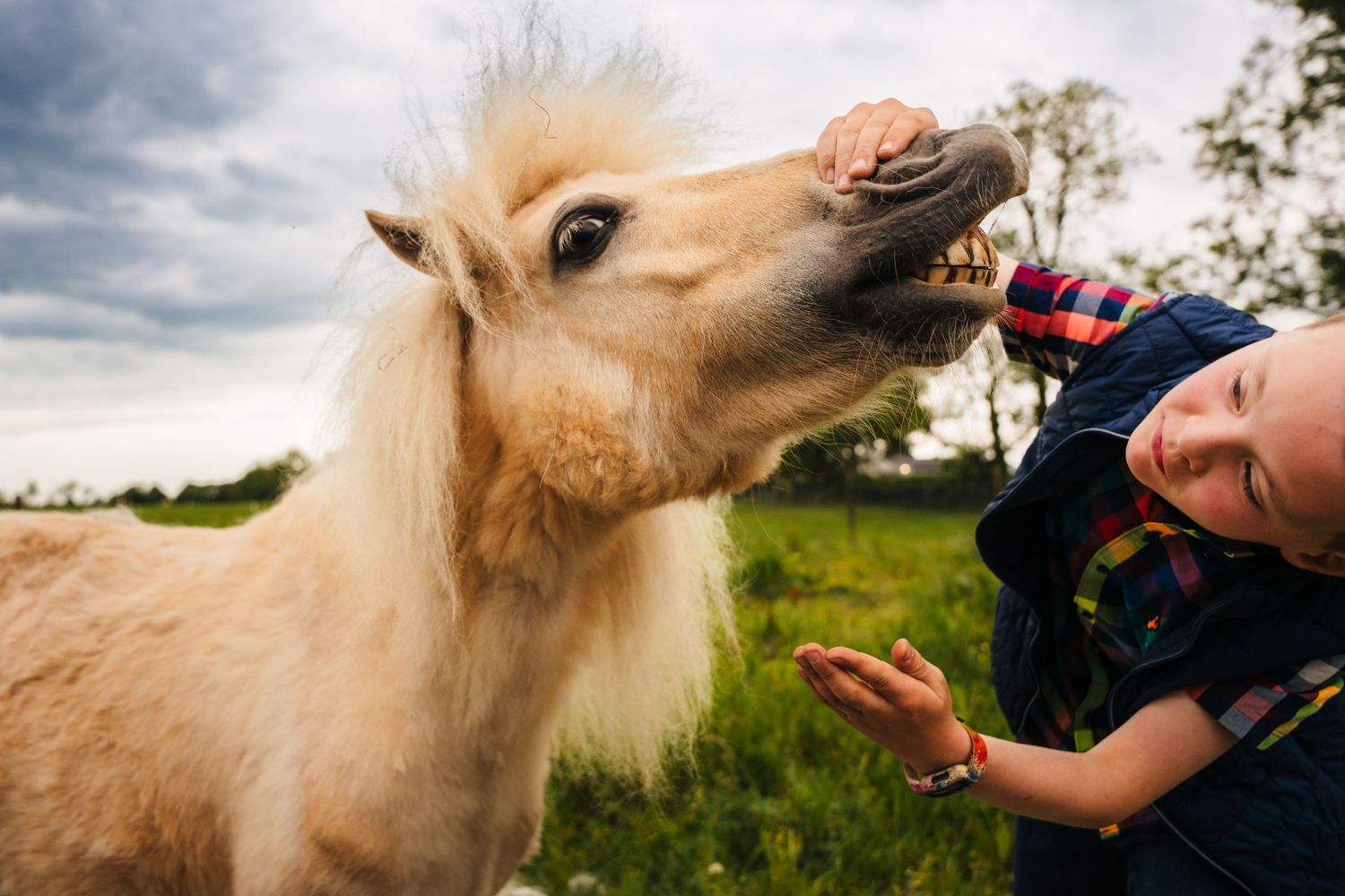 A cream-colored pony with fluffy mane stands in a green field under cloudy skies while interacting with a companion. family PHOTOGRAPHER Dub