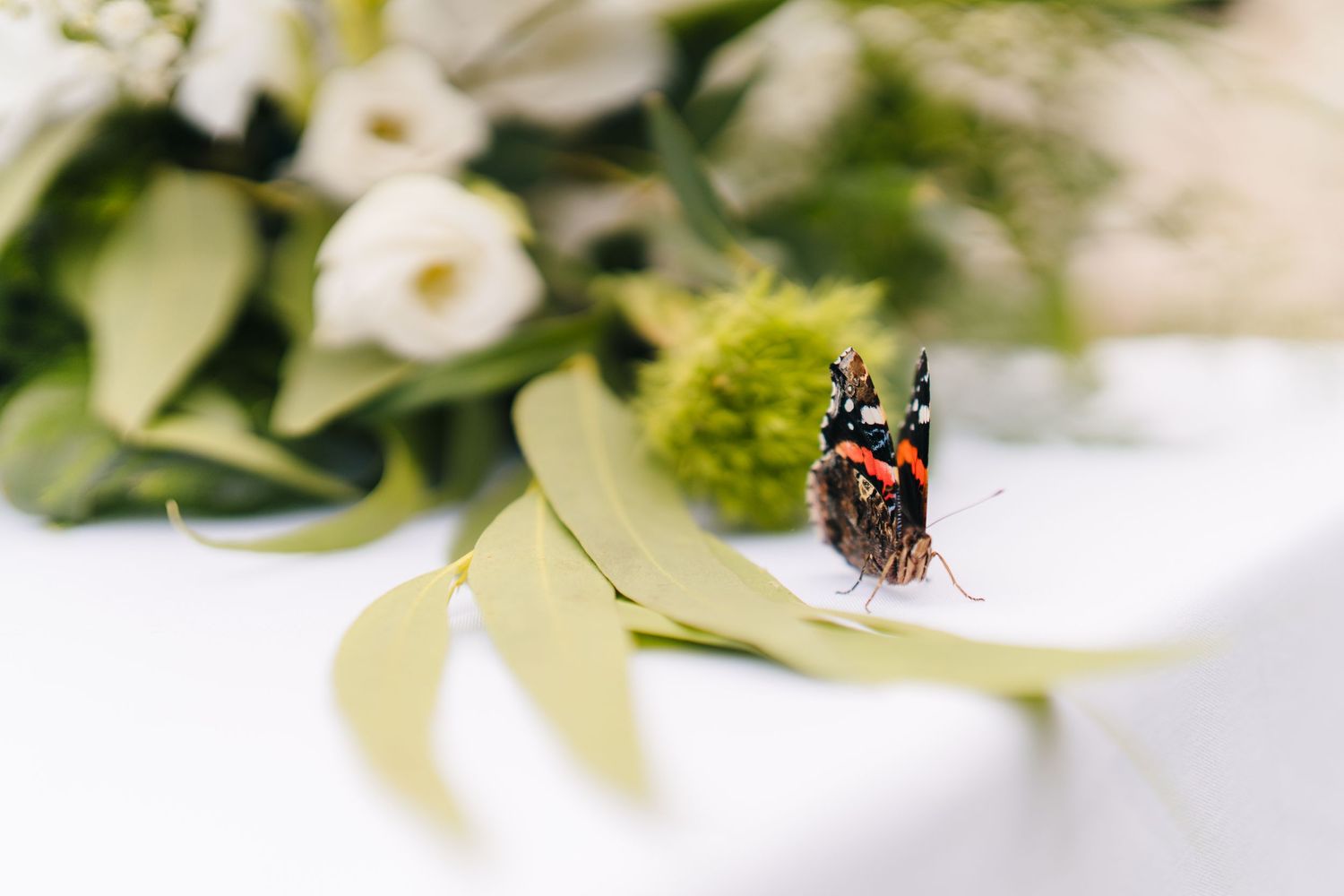 A small red and black spotted ladybug rests on a delicate white flower petal with green foliage in the background. Portmarnock Hotel Wedding