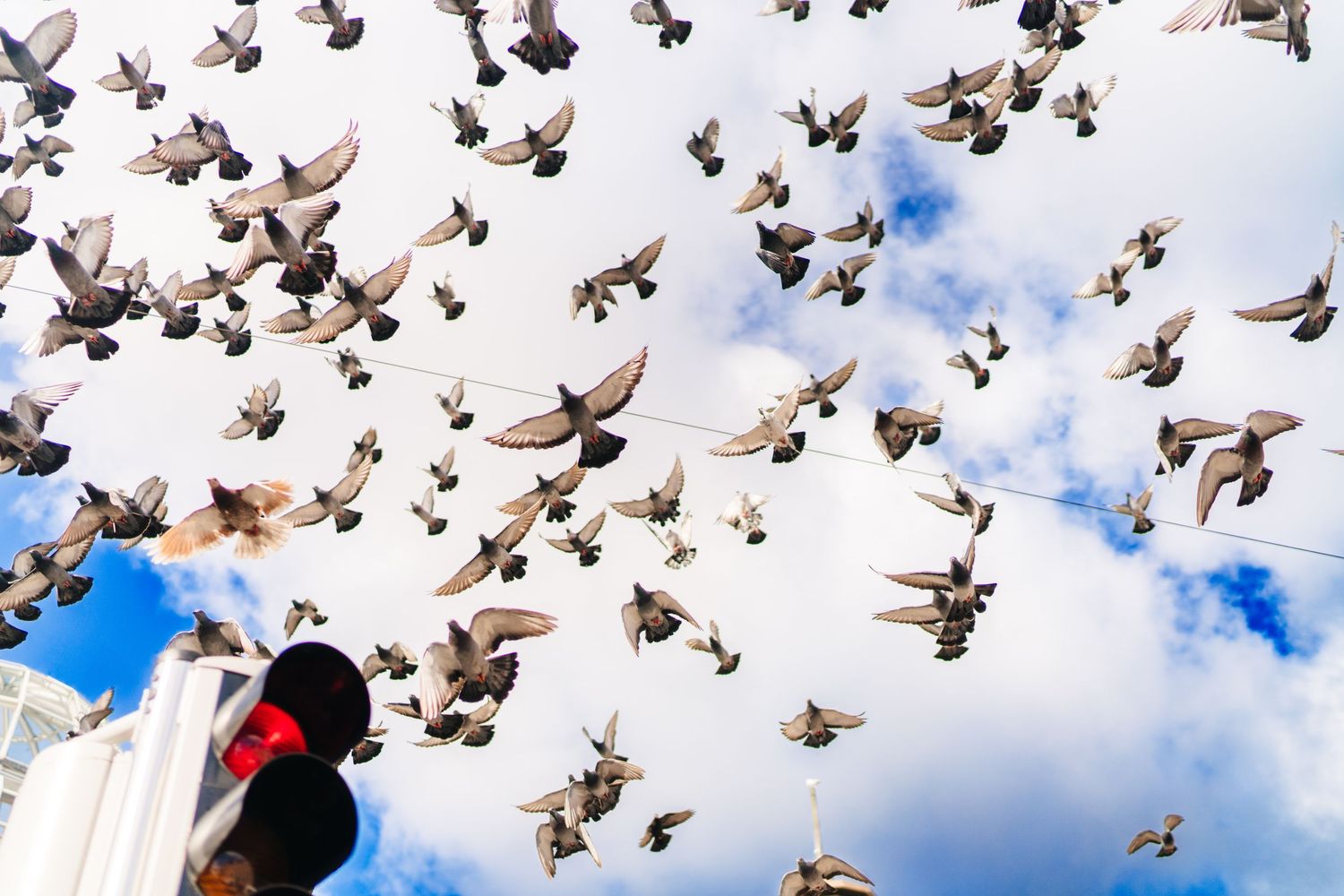 Dramatic upward view of pigeons in flight against a blue and white cloudy sky. PHOTOGRAPHER Dublin Ireland