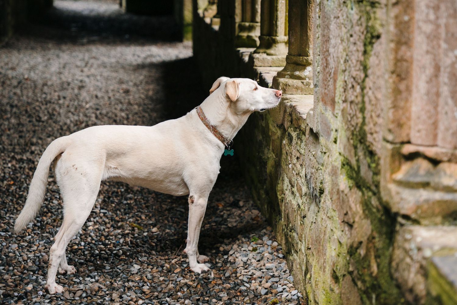 White dog poses in various positions against stone architecture and columns. BEctive abbey family photographer dublin