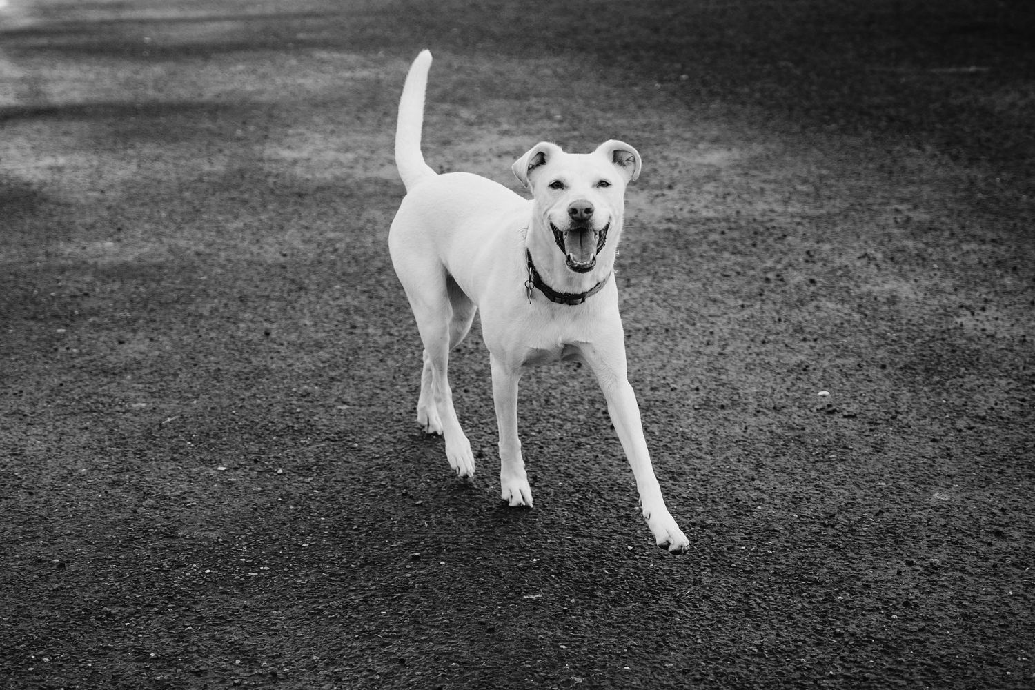A playful white dog runs and jumps joyfully across a grassy field in a series of action shots. BEctive abbey family photographer dublin