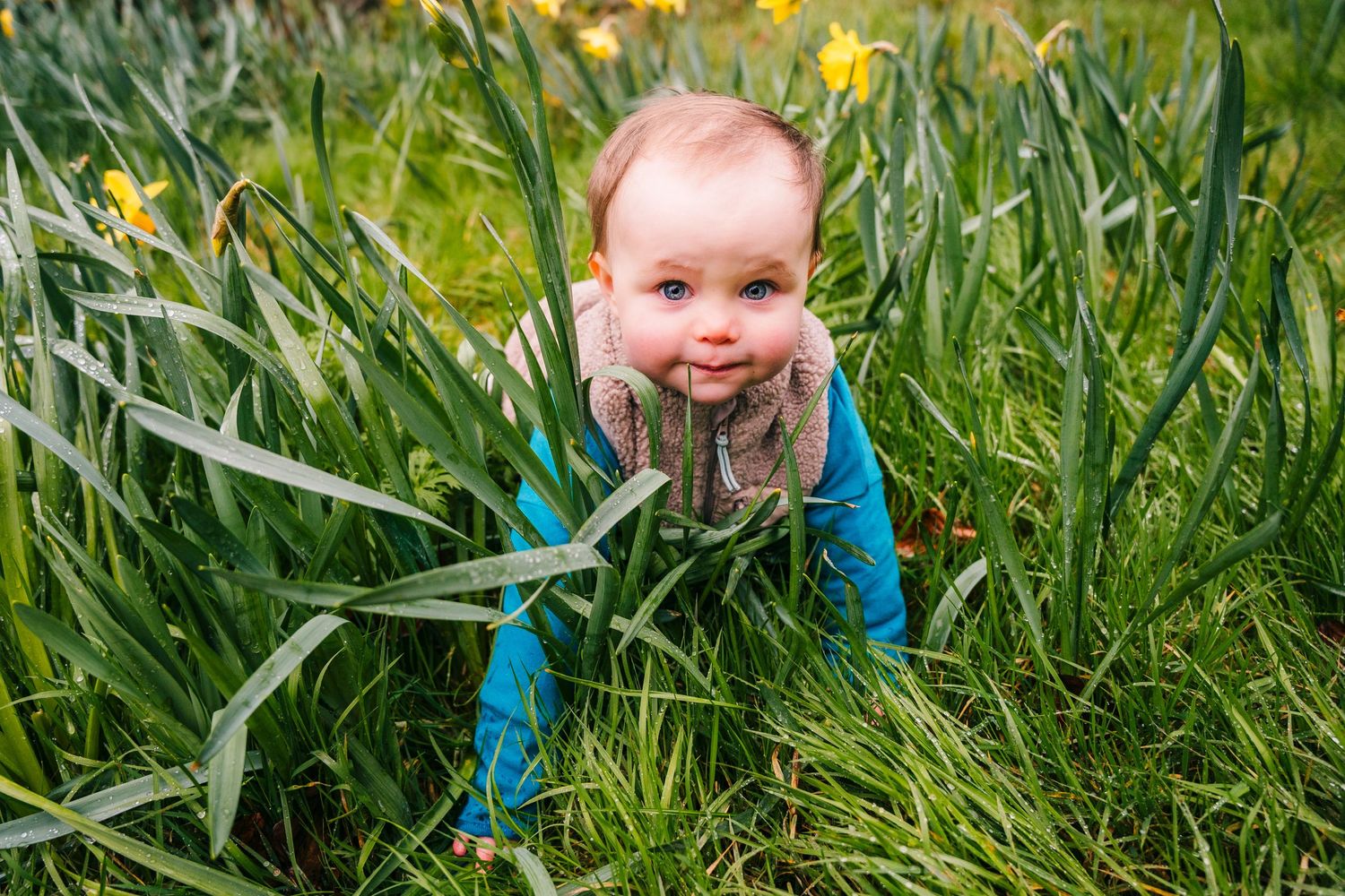 Baby in blue clothing crawling through tall green grass on a sunny day. Family photographer Dublin Ireland