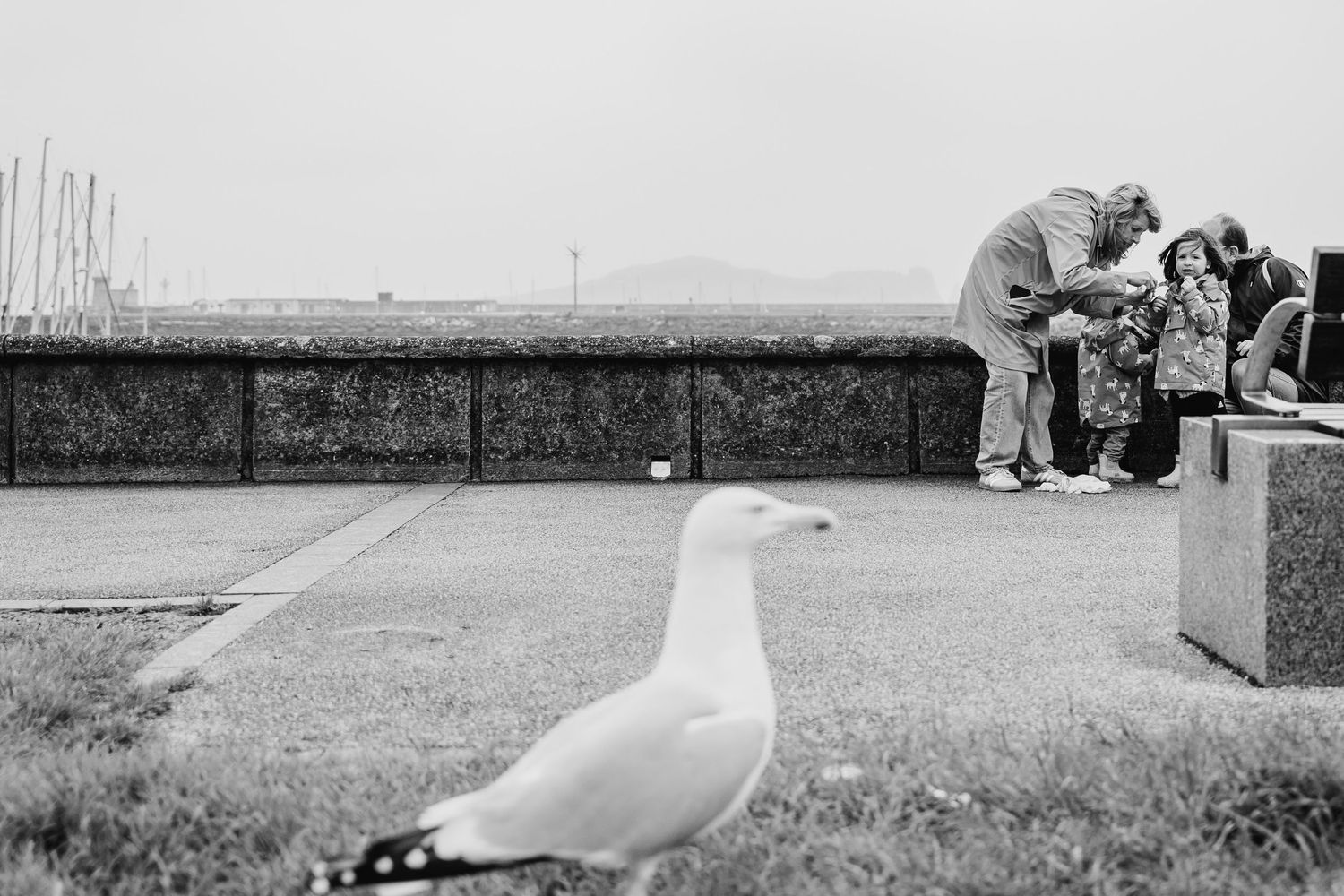 Sequence of seagulls perched on concrete barriers along a seaside walkway. PHOTOGRAPHER Dublin