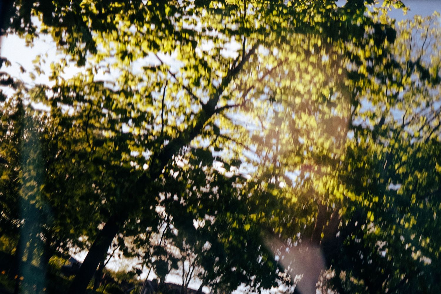 Tree branches with green leaves frame the top of the image against a bright sky in a nature setting. PHOTOGRAPHER Dublin