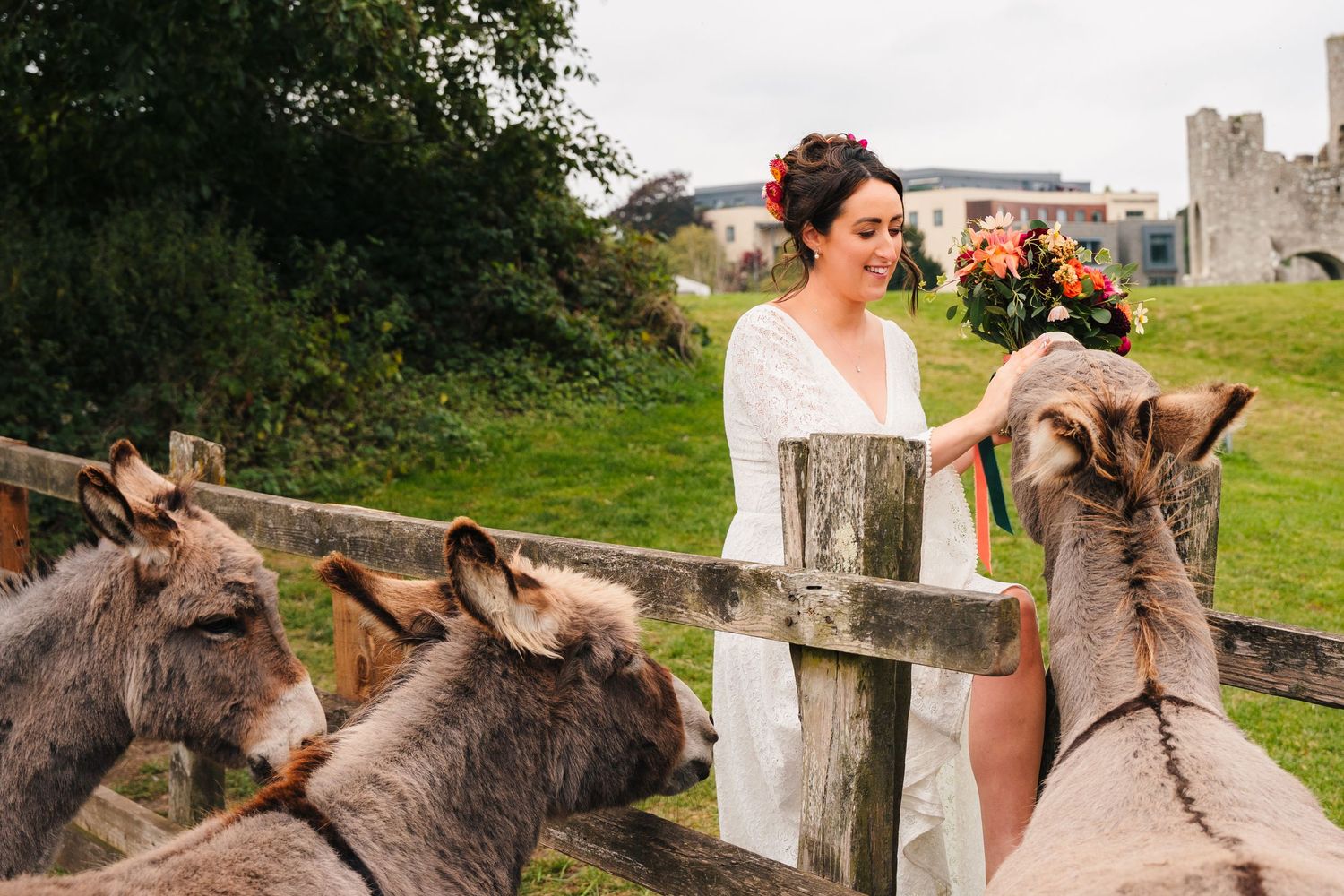 Donkeys interacting with wedding couple in countryside setting. Wedding Photography Trim Castle Ireland