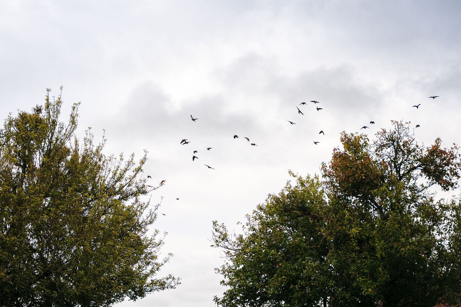 Birds fly over autumn trees against a cloudy sky in a time-lapse sequence. BEctive abbey family photographer dublin