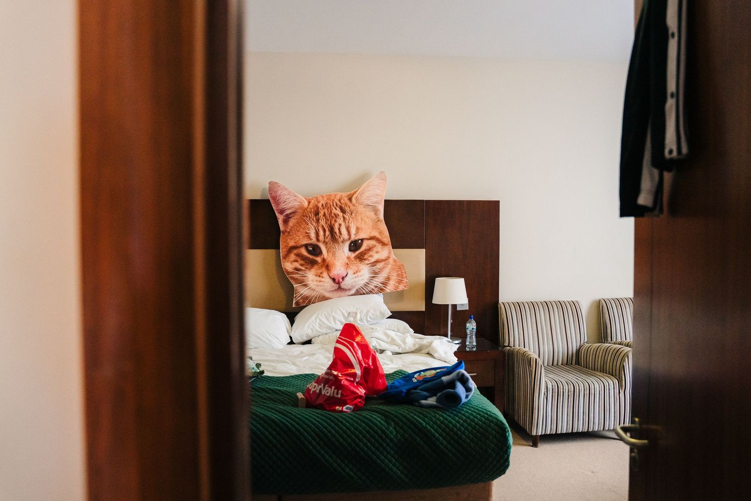Orange tabby cat lounges comfortably on a cozy green cushion while peering at the camera. Wedding Photography Trim Castle Ireland