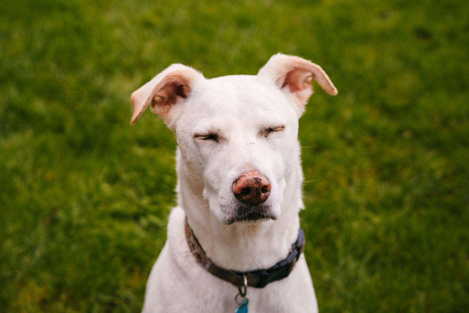 Close-up portraits of a white pit bull dog with a happy expression. BEctive abbey family photographer dublin