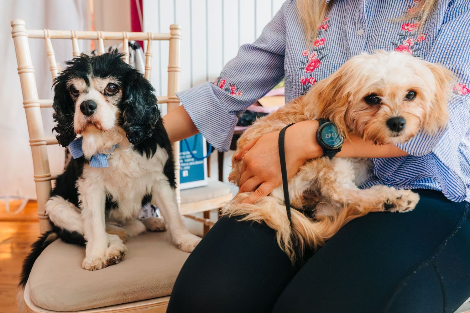 A row of small dogs lying on a couch showing a progression of similar poses from left to right. Ashley Park Wedding Photographer