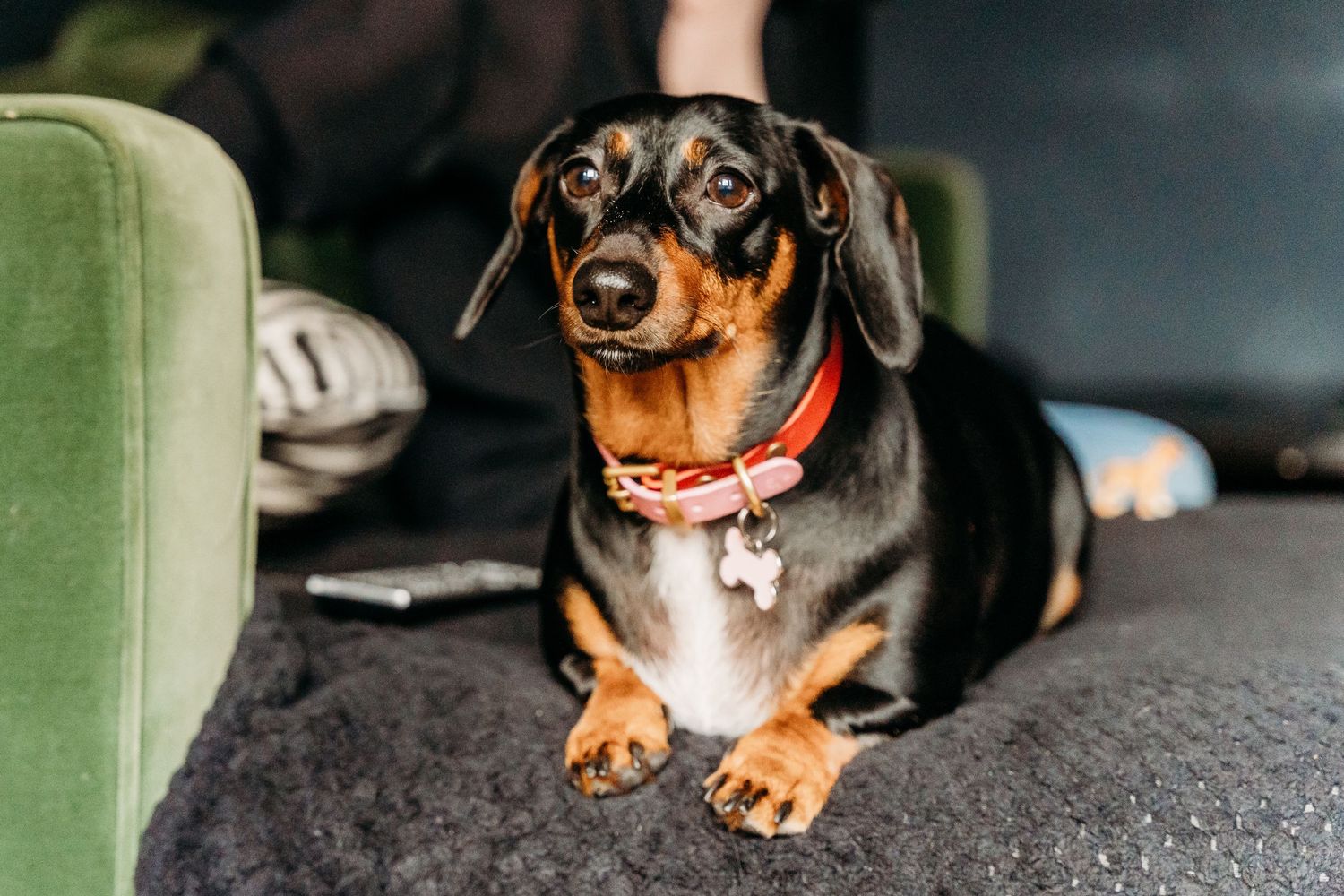 A dachshund with black and tan fur wearing a red collar sits alertly on a dark gray couch near a green cushion.  Family PHOTOGRAPHER Dublin