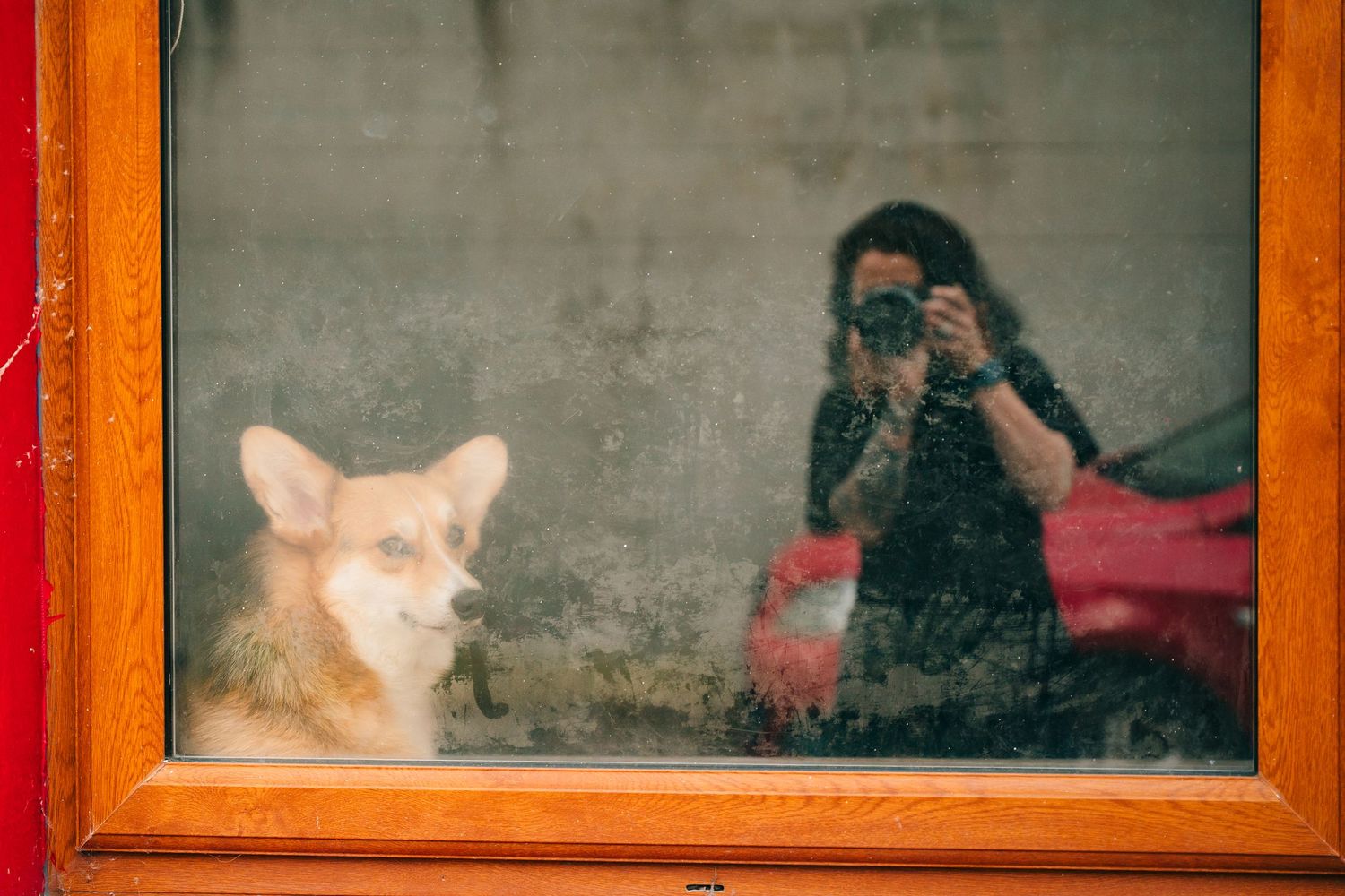 A reflection of a photographer capturing a fox in a framed window display. Same sex wedding PHOTOGRAPHER Dublin