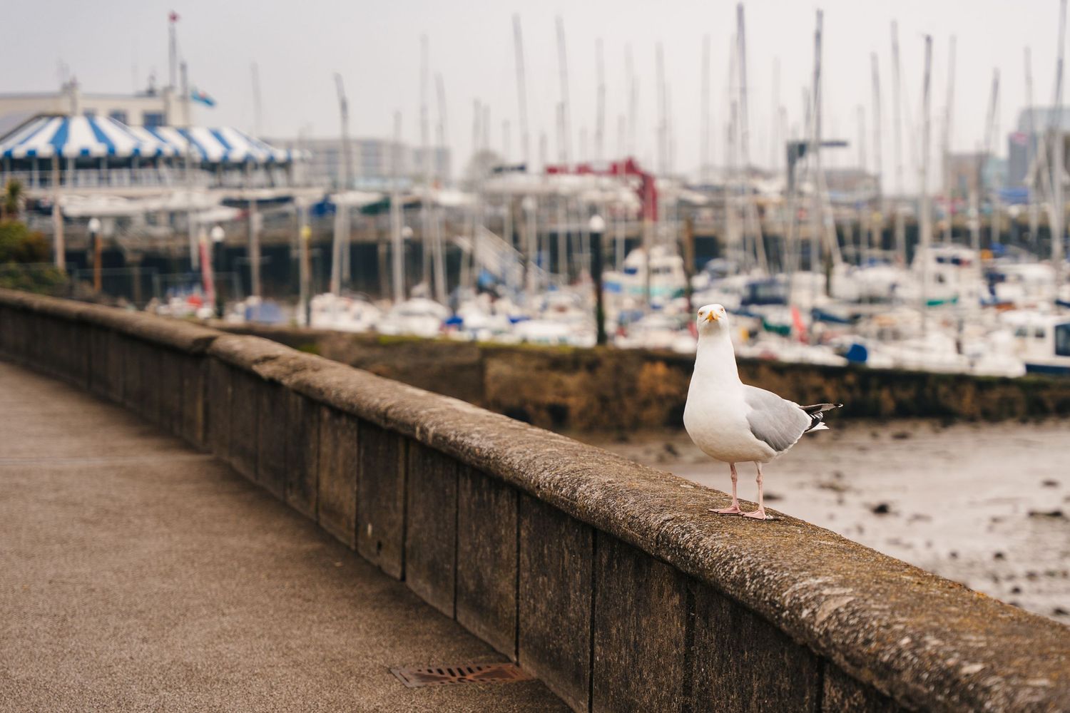A seagull perches on a concrete wall overlooking a marina with boats and carnival tent in background. PHOTOGRAPHER Dublin
