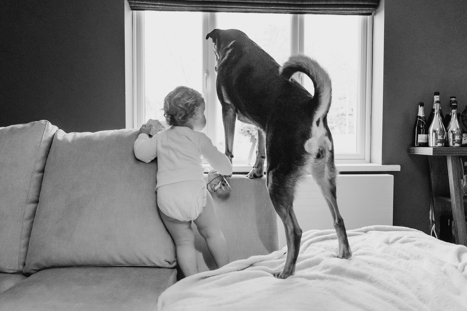 A toddler and a playful Boston Terrier dog look out a window together while standing on a couch. family PHOTOGRAPHER Dublin