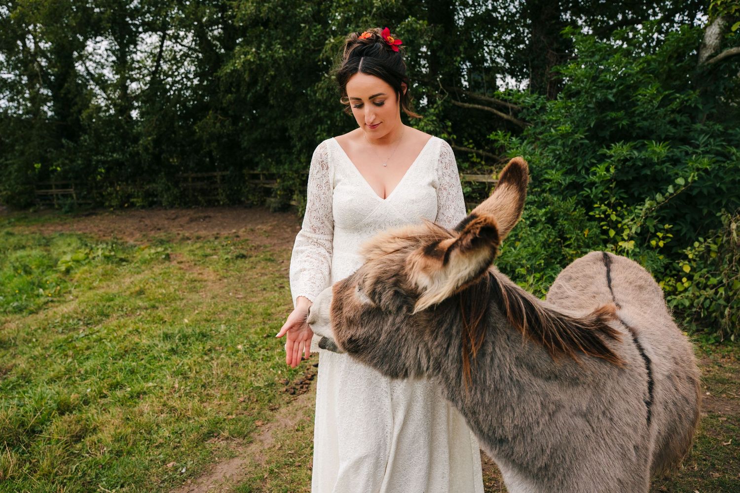 A bride in a white dress gently pets a grey donkey in a lush green outdoor setting. Wedding Photography Trim Castle Ireland