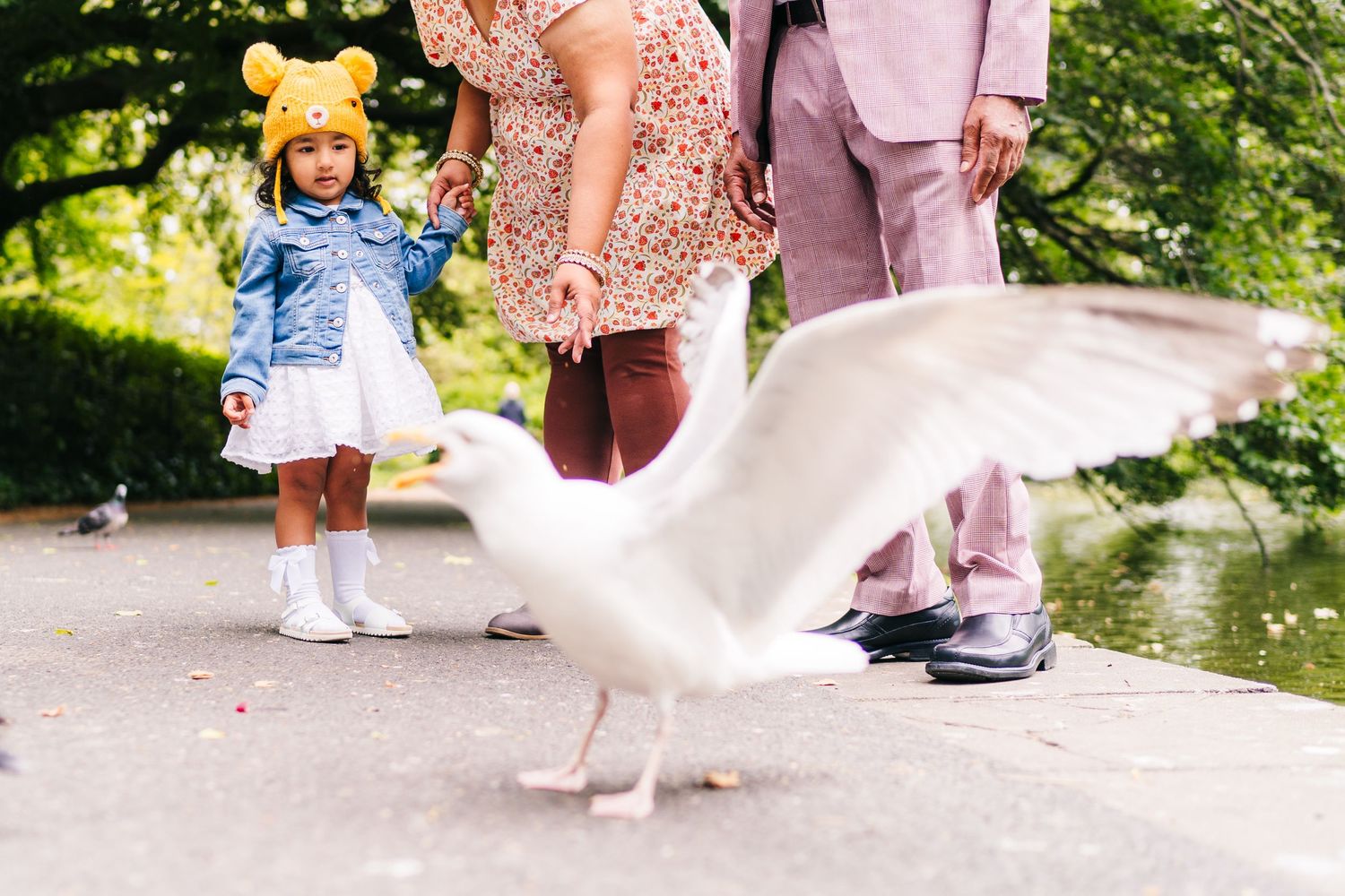 A white seagull spreads its wings on a park path near a pond with people standing nearby. PHOTOGRAPHER Dublin family PHOTOGRAPHER Dublin