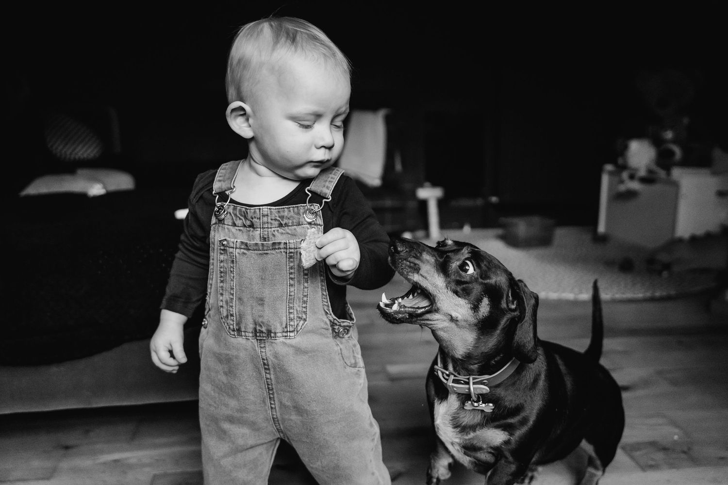A toddler in overalls interacts with a friendly black dog in a candid black and white shot. family PHOTOGRAPHER Dublin