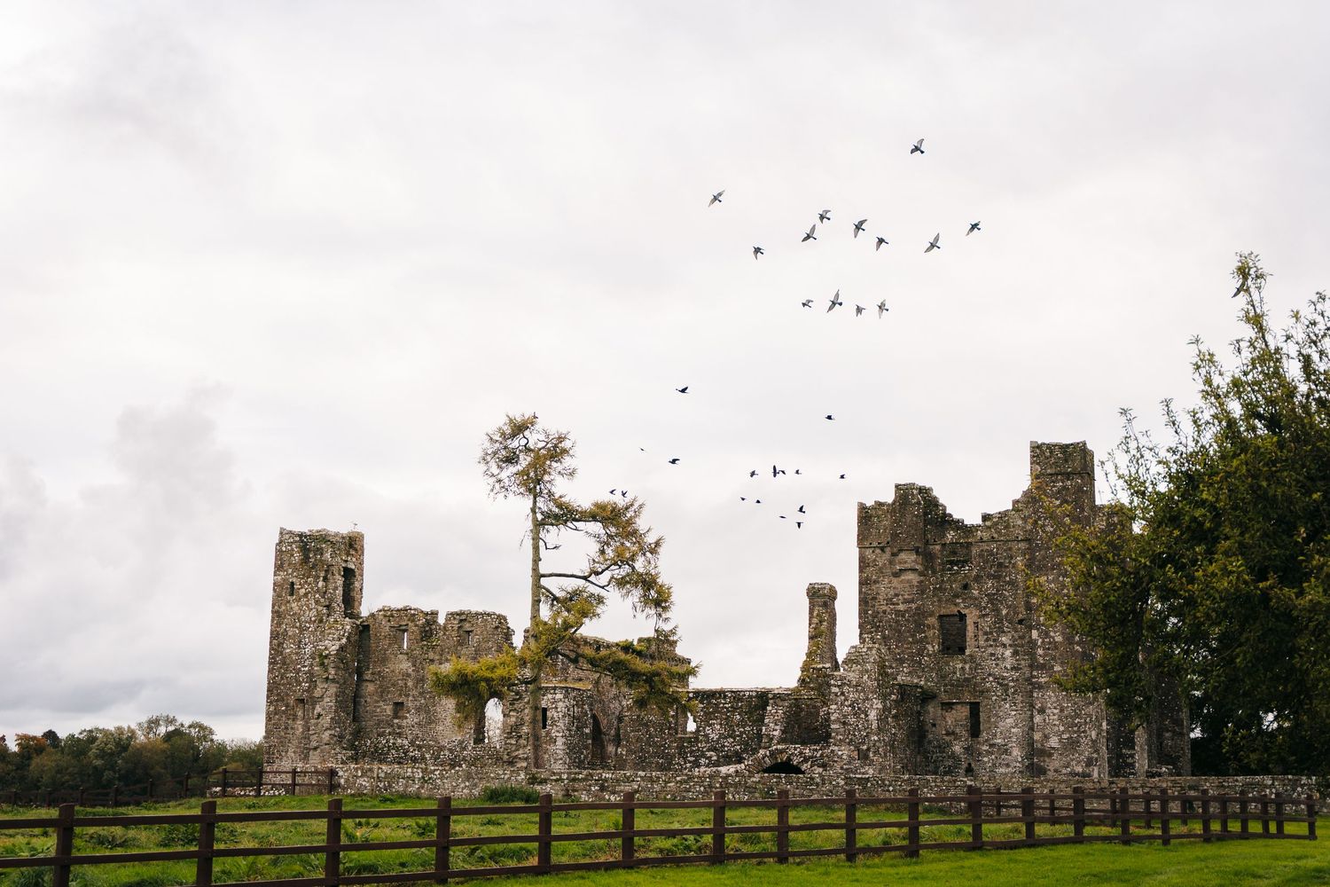 Ancient stone castle ruins stand in an Irish countryside field with birds flying BEctive abbey family photographer dublin