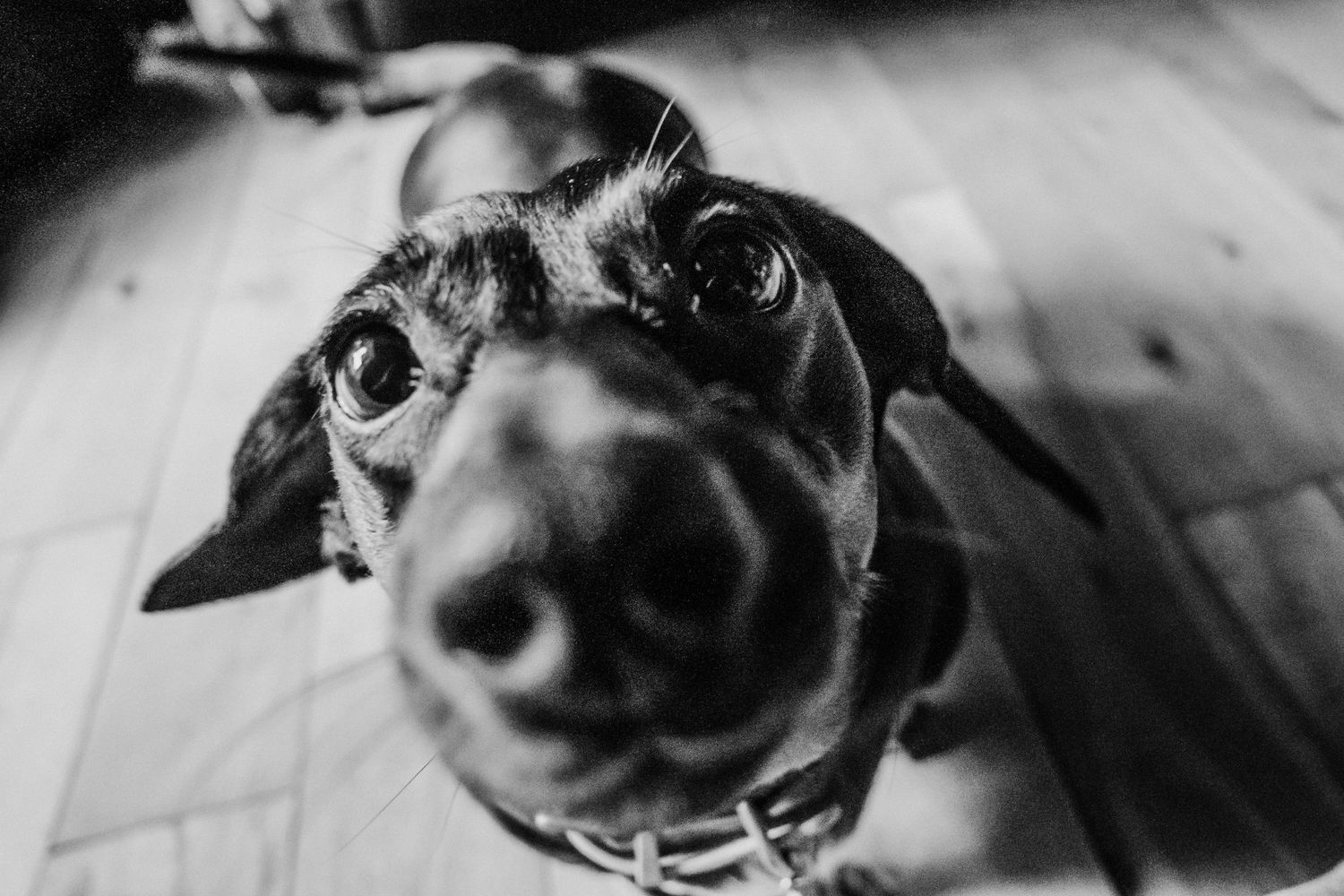 Close-up black and white photo of a dog's nose and face shot from below, creating a humorous distorted perspective.  Family PHOTOGRAPHER Dub