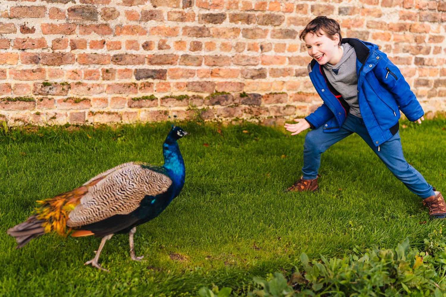 A colorful peacock stands on grass near a brick wall while being observed. family PHOTOGRAPHER Dublin