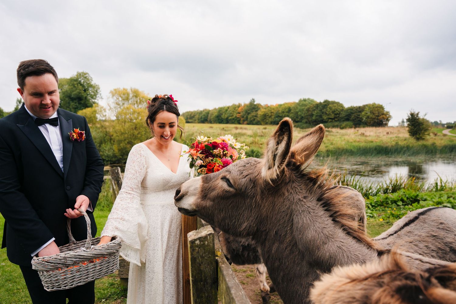 Wedding couple interacts with donkeys in a countryside setting. Wedding Photography Trim Castle Ireland