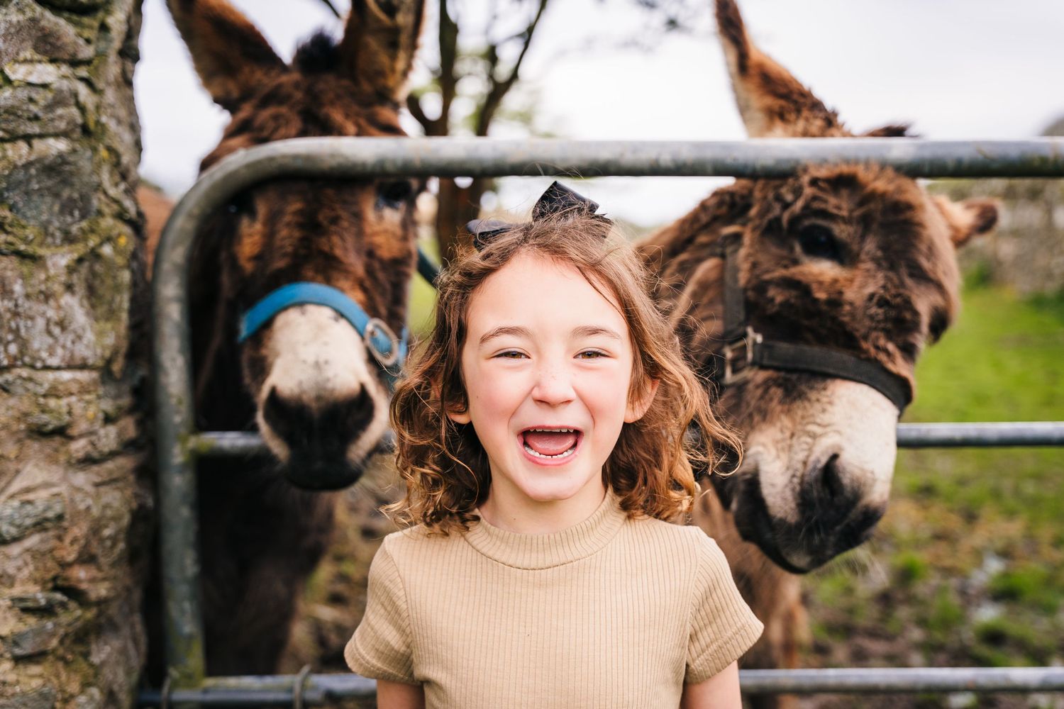 Two curious donkeys peek over a metal gate while someone shares a joyful laugh in between them. family PHOTOGRAPHER Dublin