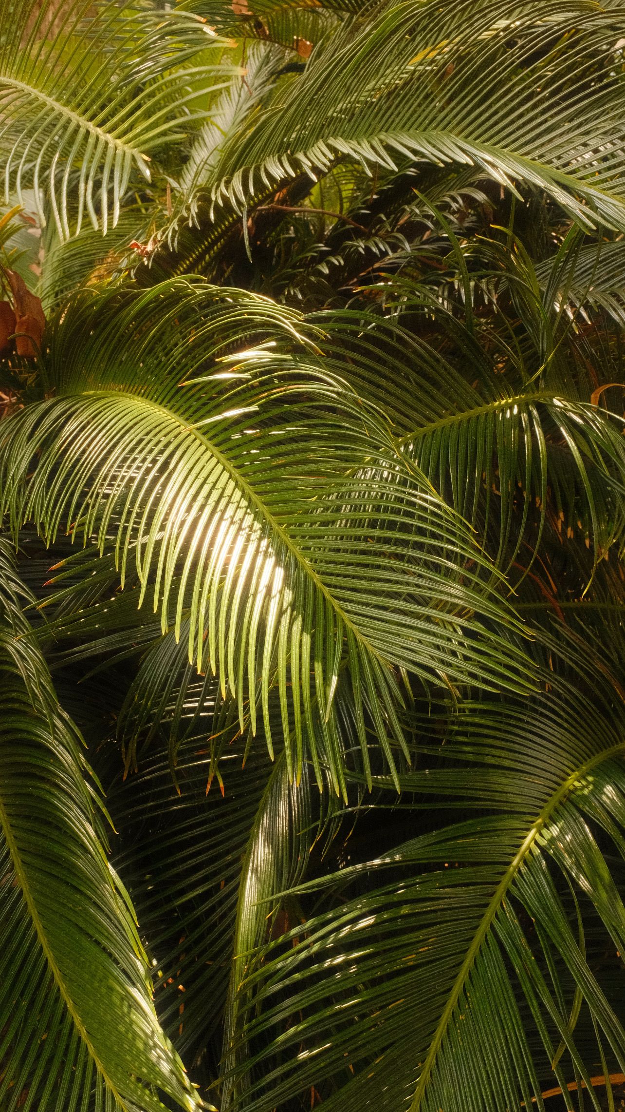 Lush green palm fronds create a tropical canopy with sunlight filtering through the overlapping leaves.
