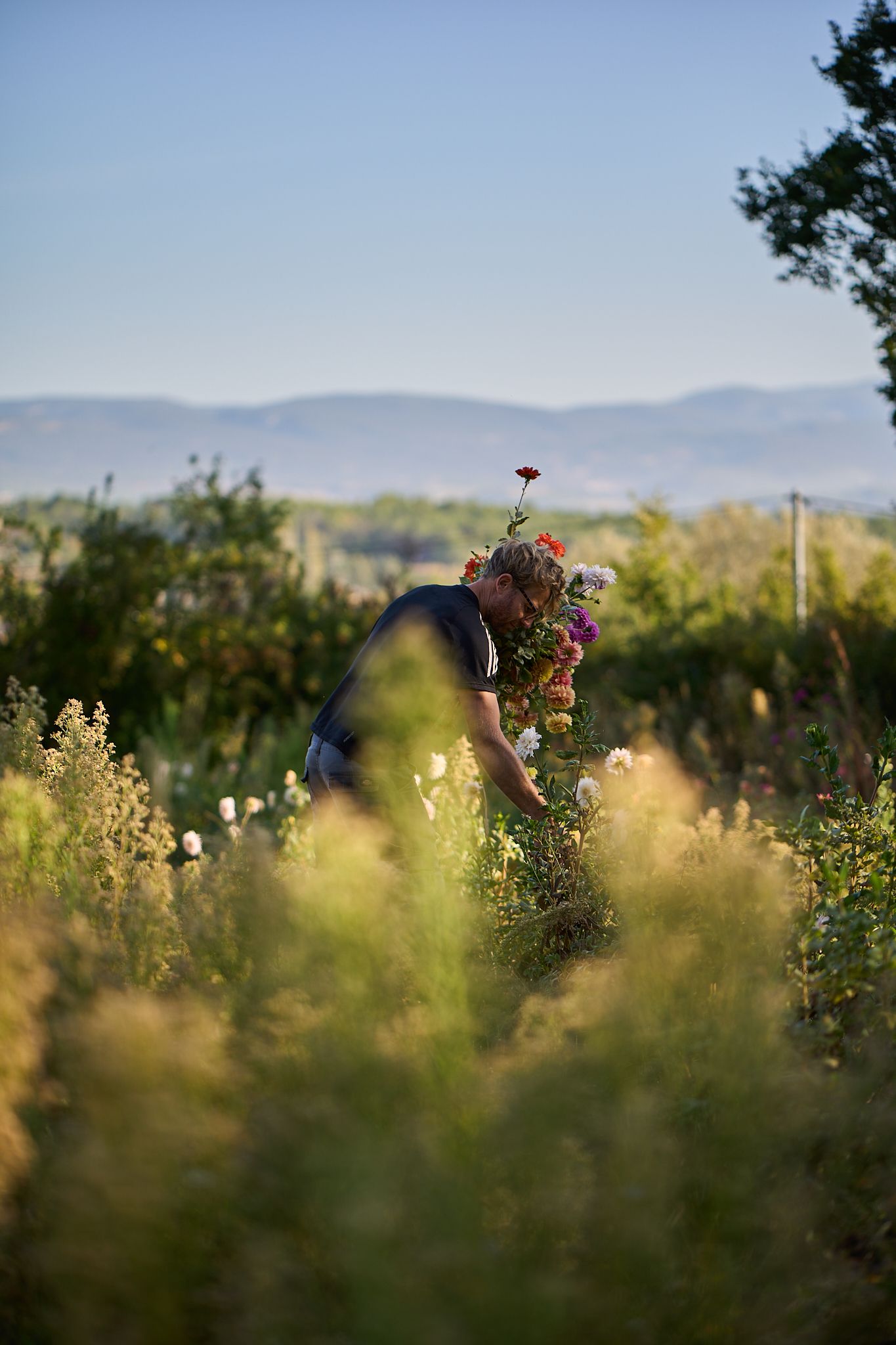 Travel and editorial photography, Provence, France, farmer in his field cutting flowers