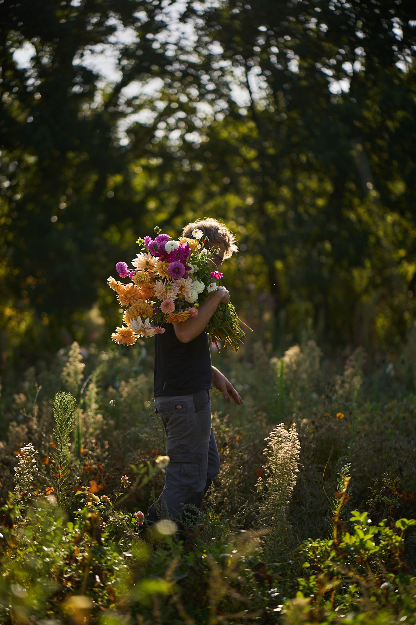 Travel and editorial photography, Provence, France, farmer in his field cutting flowers