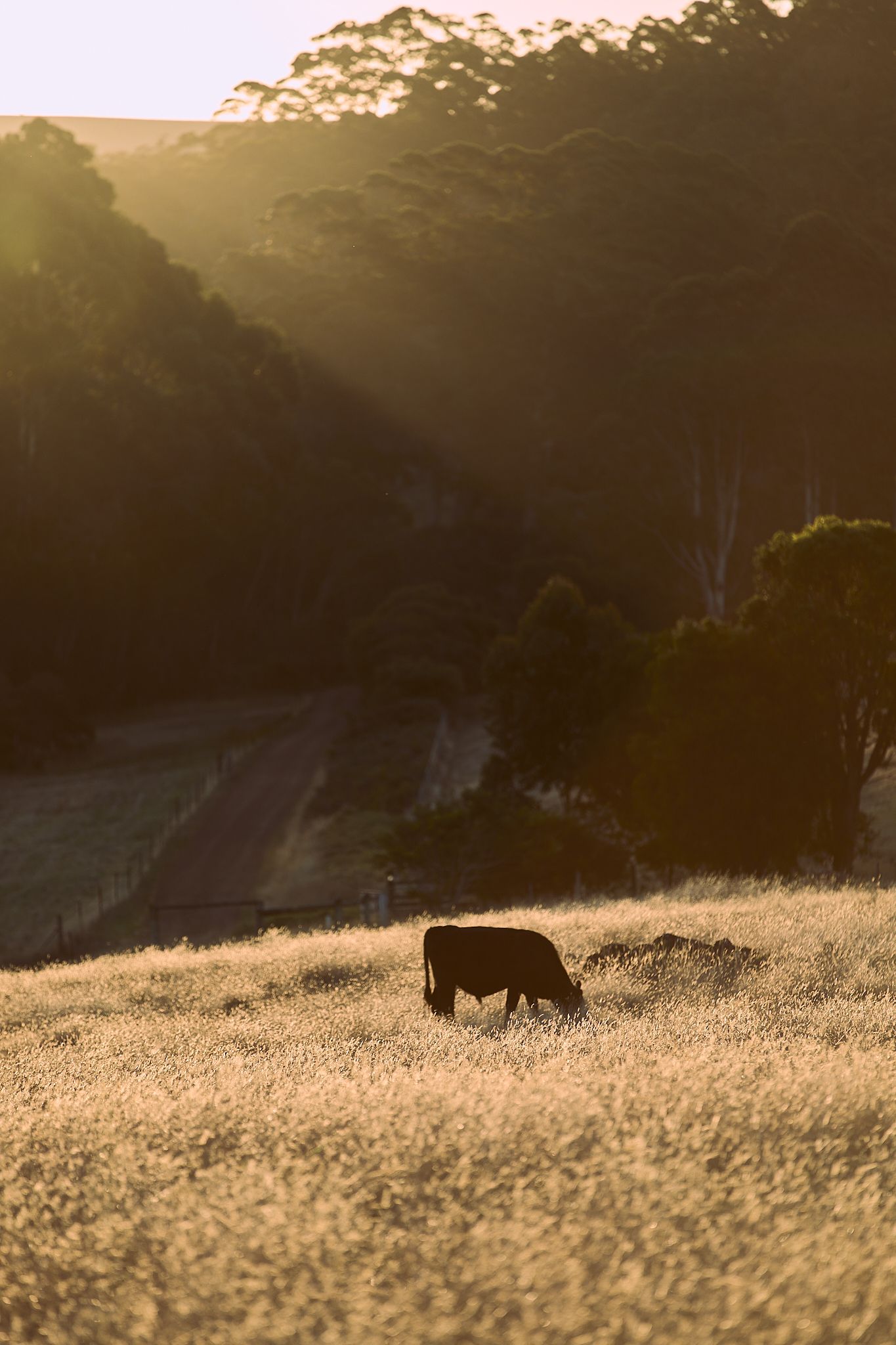 Western Australia field at sunset with Cattle