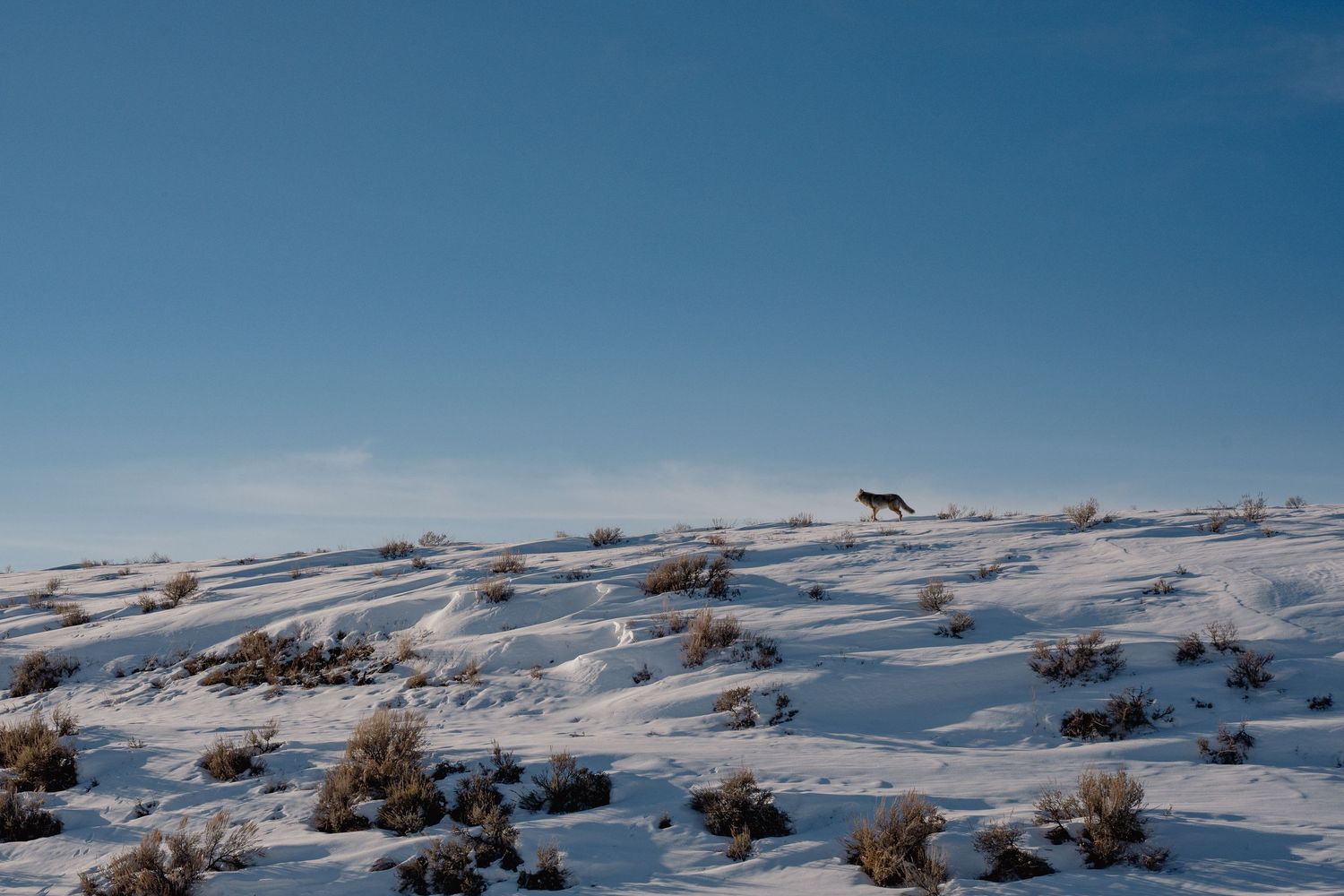 travel and editorial photography, Coyote in landscape in Jackson Hole Wyoming