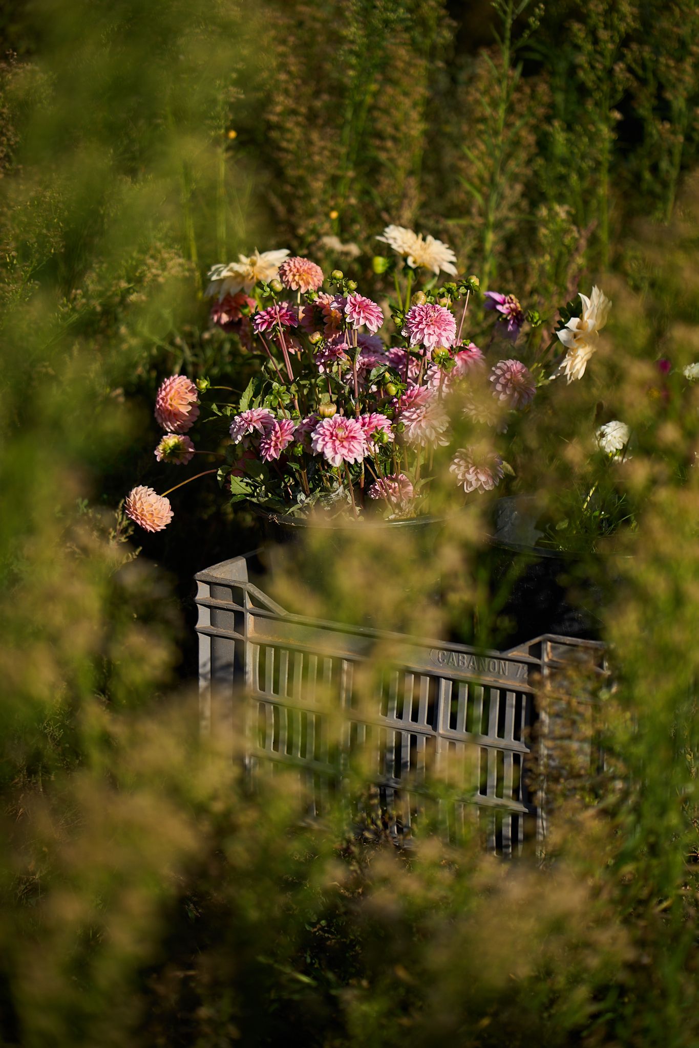 Travel and editorial photography, Provence, France, farmer in his field cutting flowers