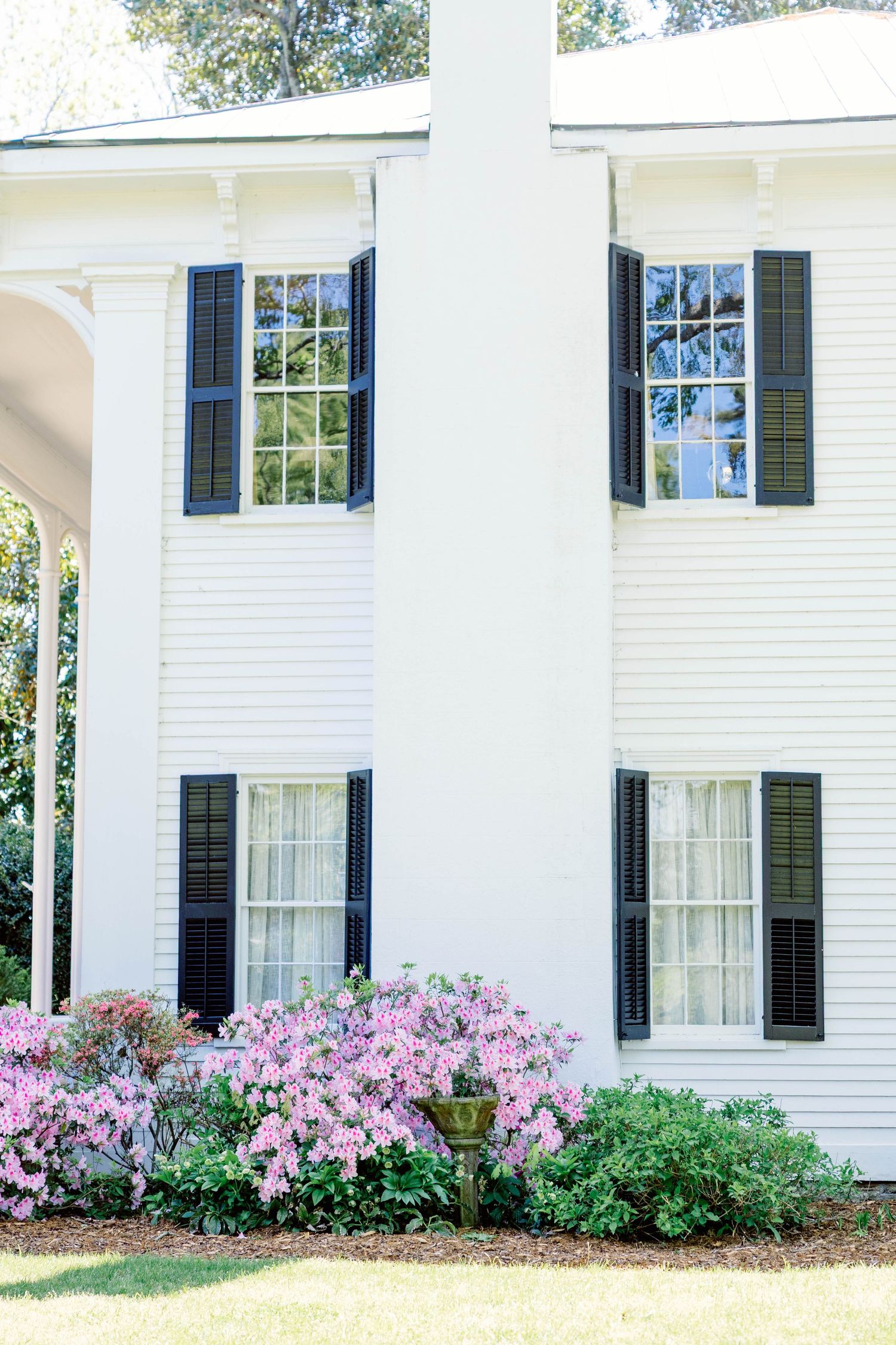 Elegant white colonial house with black shutters and blooming pink azalea bushes in the garden.