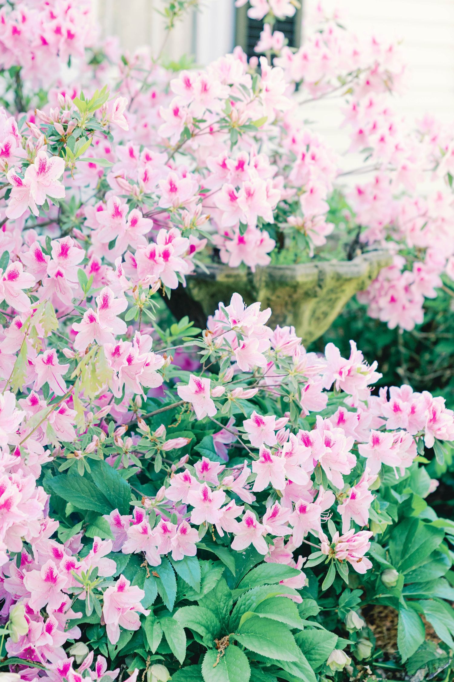 Blooming pink azalea flowers creating a romantic garden backdrop.