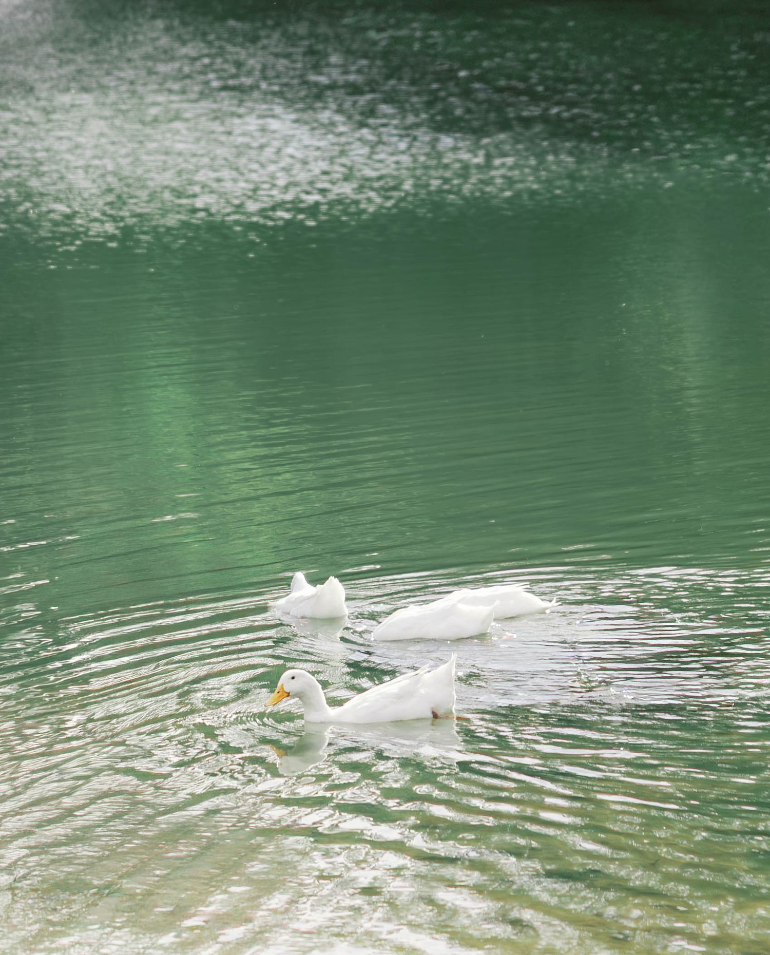 A white duck gracefully glides across a serene green lake creating gentle ripples in the water.