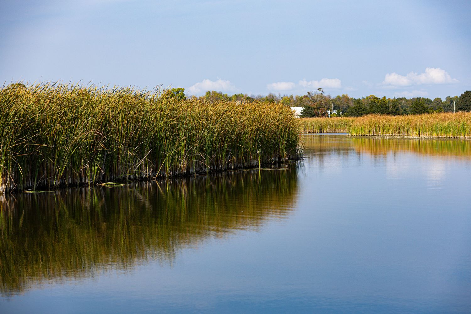 A scenic panorama of a tranquil lake surrounded by tall reeds and marsh grass under a bright blue sky.