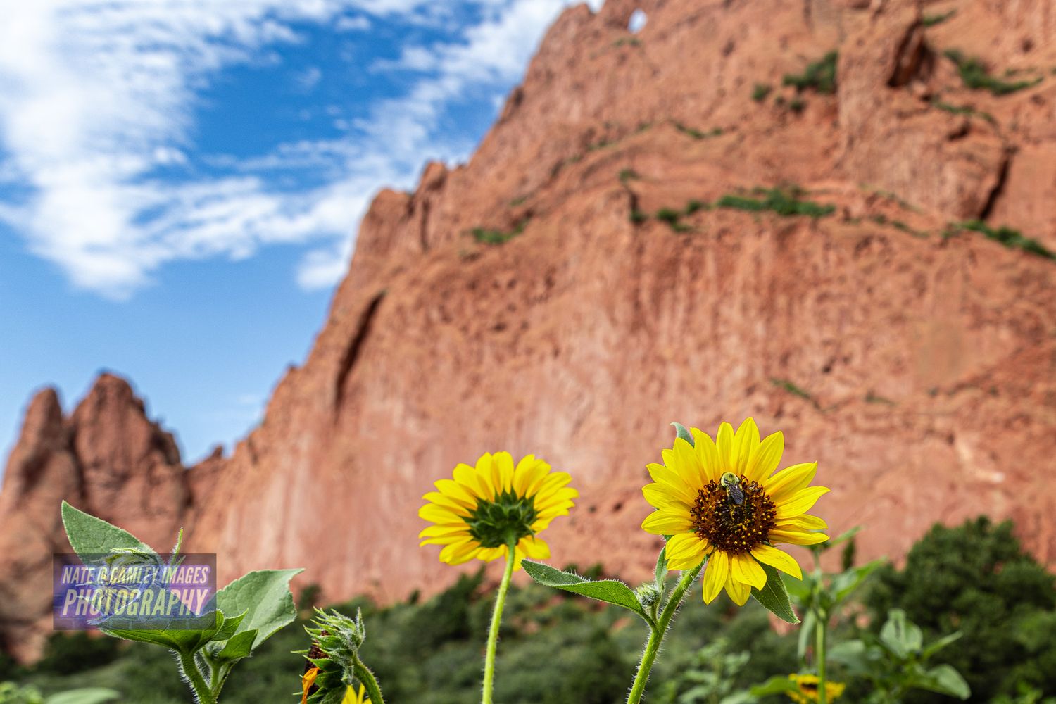 Bright yellow sunflowers bloom against a backdrop of towering red rock formations and blue sky at Garden of the Gods.