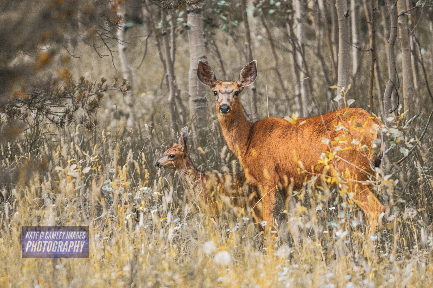 A sequence of photos showing a white-tailed deer and fawn moving through tall grass in a wooded area.