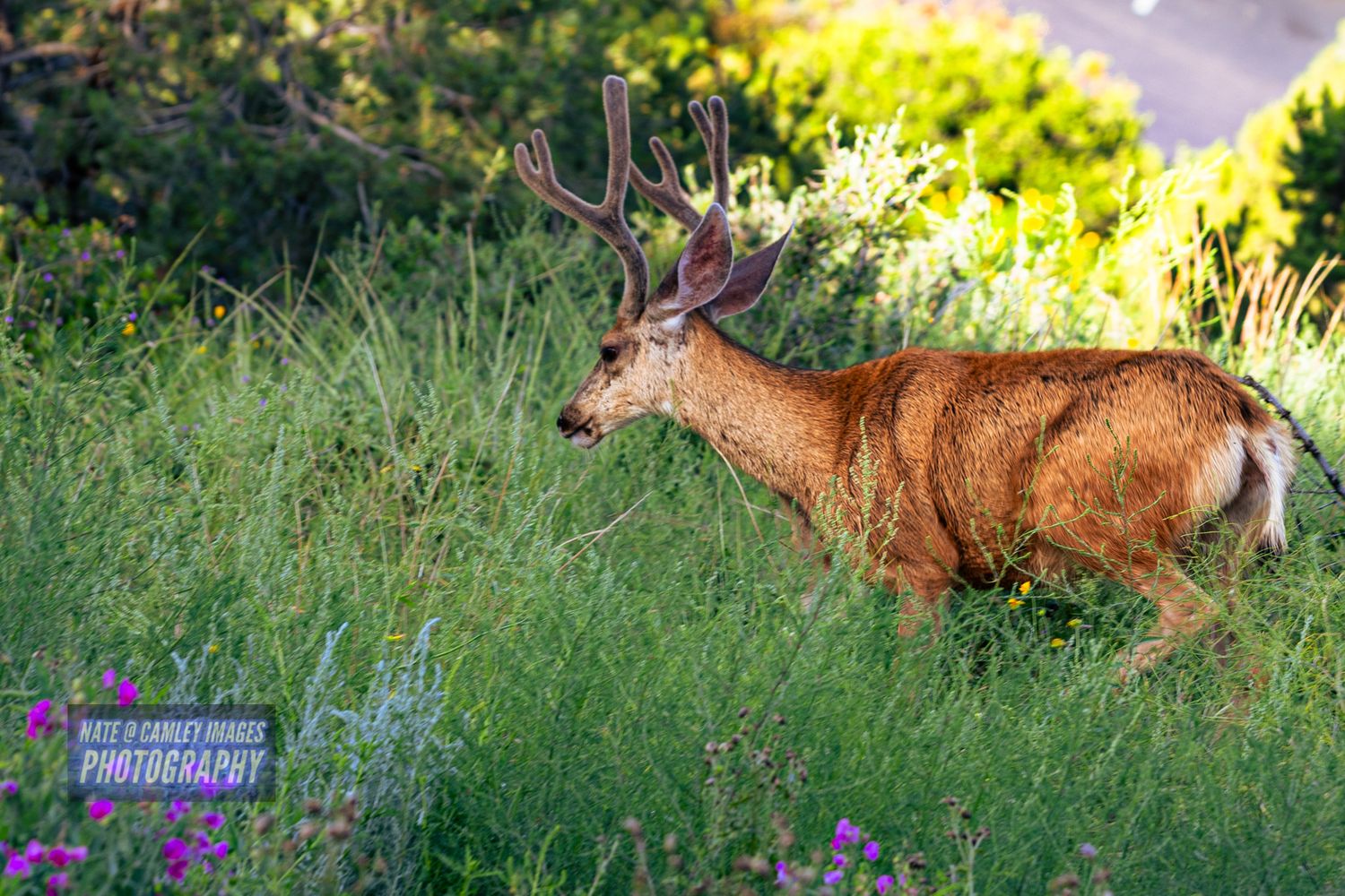 A majestic buck deer with antlers walks through a lush green meadow with wildflowers at sunset.