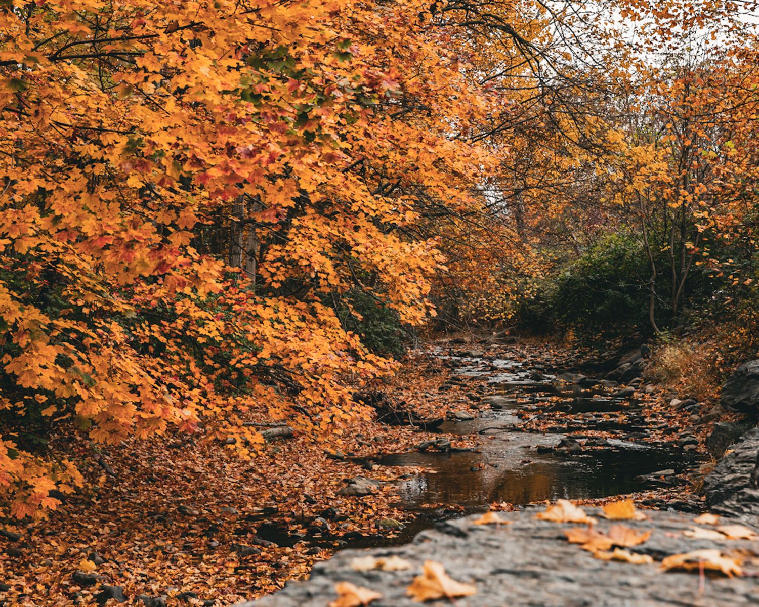 A peaceful stream flows through a forest with vibrant orange autumn foliage reflecting in the water.