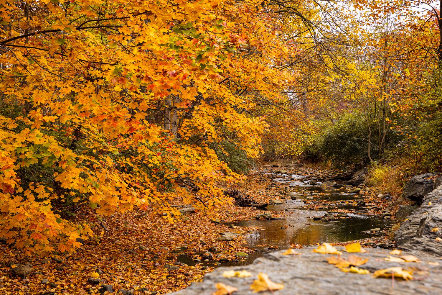 Scenic autumn creek flows through vibrant orange and yellow foliage in a peaceful forest setting.