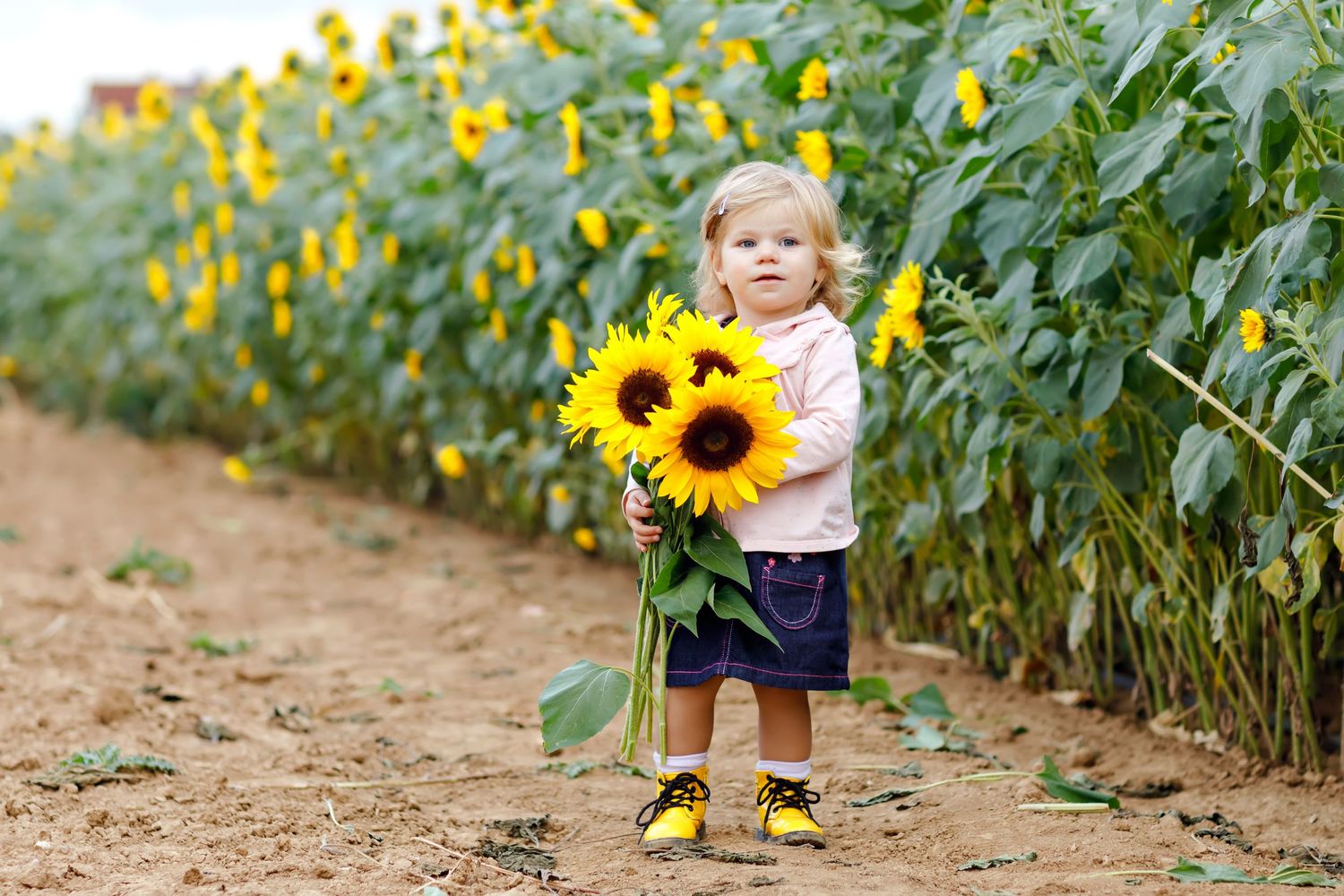 A small figure stands on a dirt path holding a bright sunflower against a row of tall sunflowers in bloom.