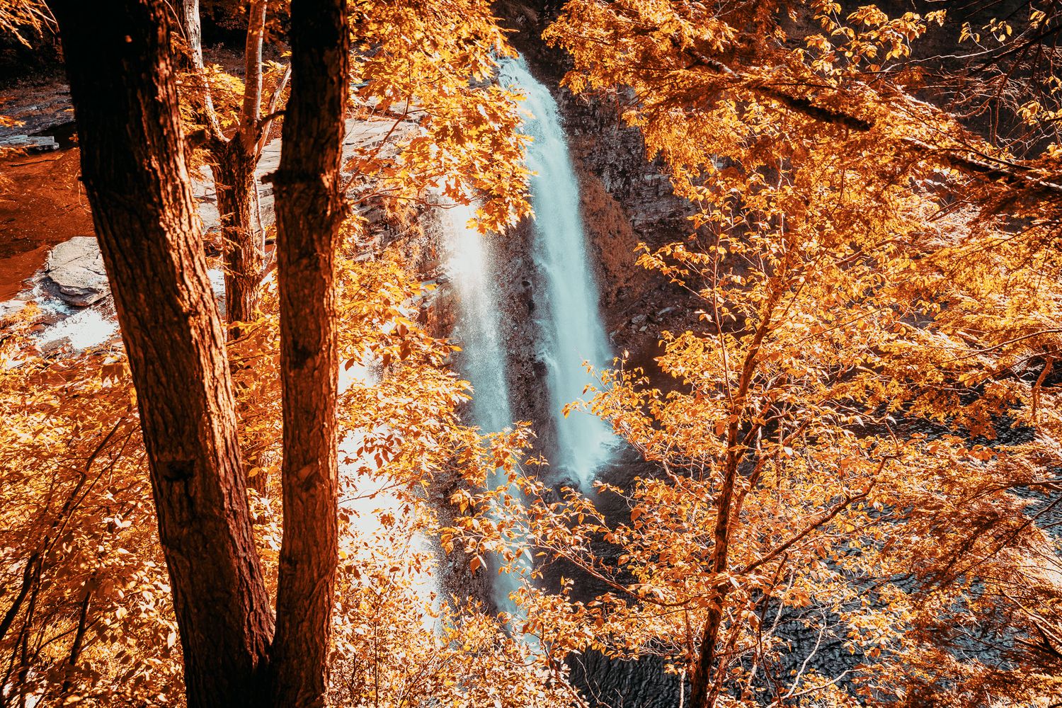 Sunlit autumn forest with golden orange foliage and tall tree trunks creating a warm ethereal atmosphere.