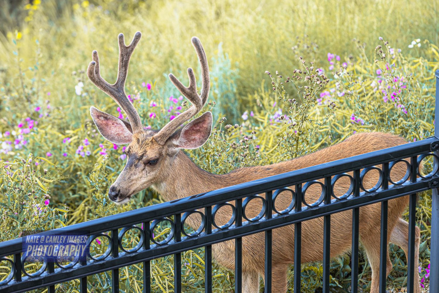 A majestic bull moose with large antlers grazes near a black metal fence in a wildflower-filled meadow.