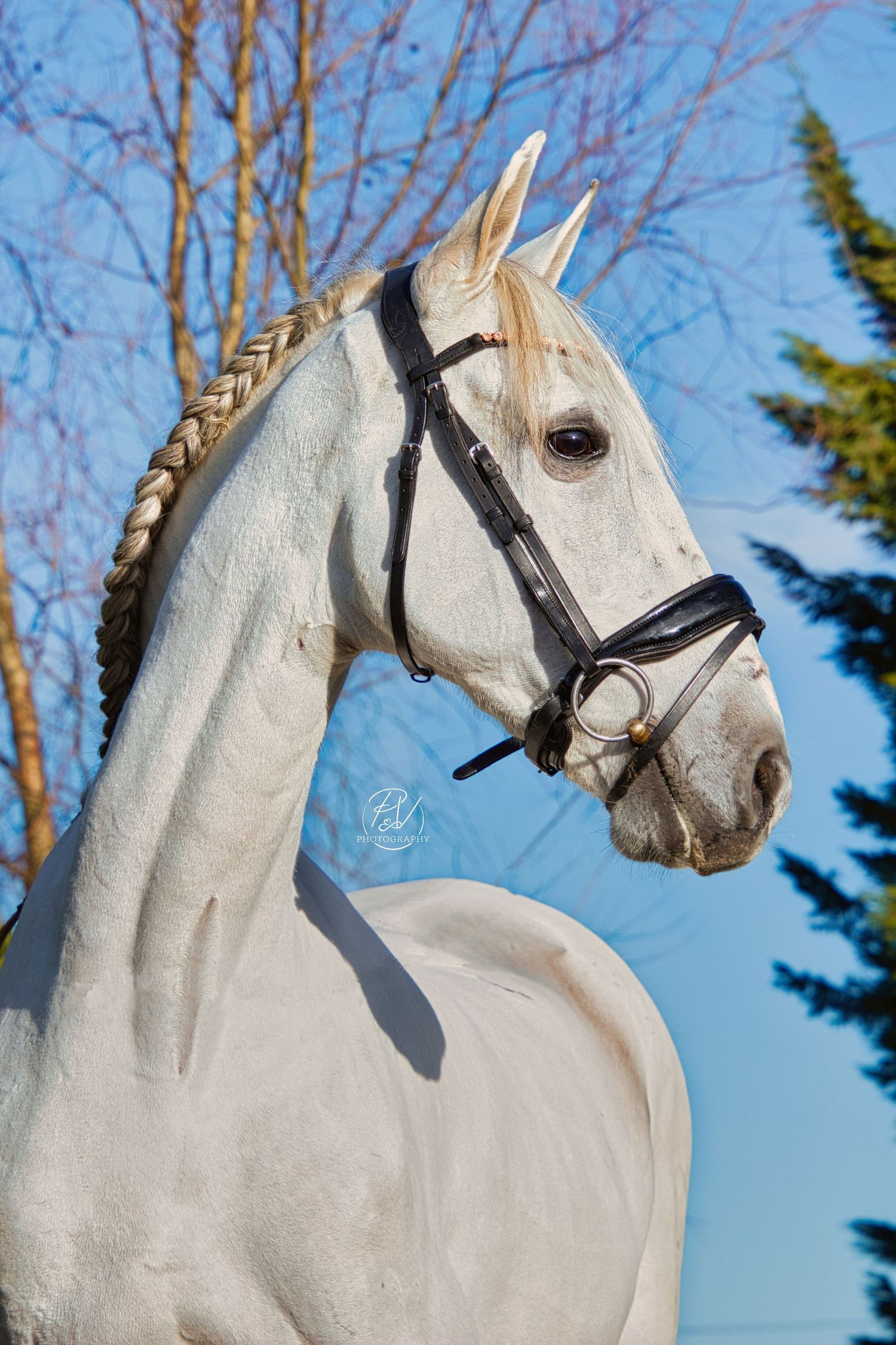 Paardenportret met aandacht voor detail en natuur