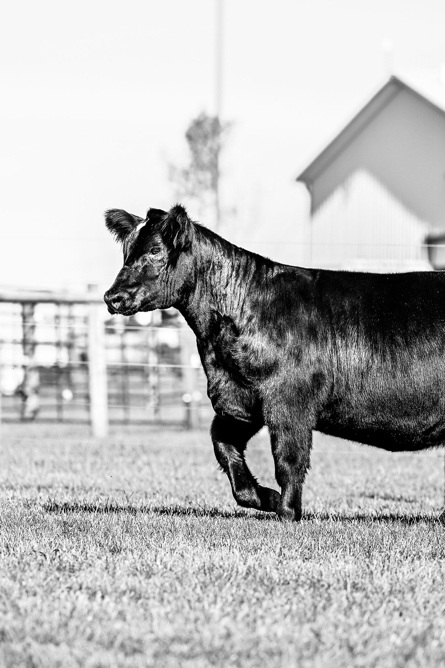 Black Angus cow grazing in a grassy pasture with white buildings visible in the background.